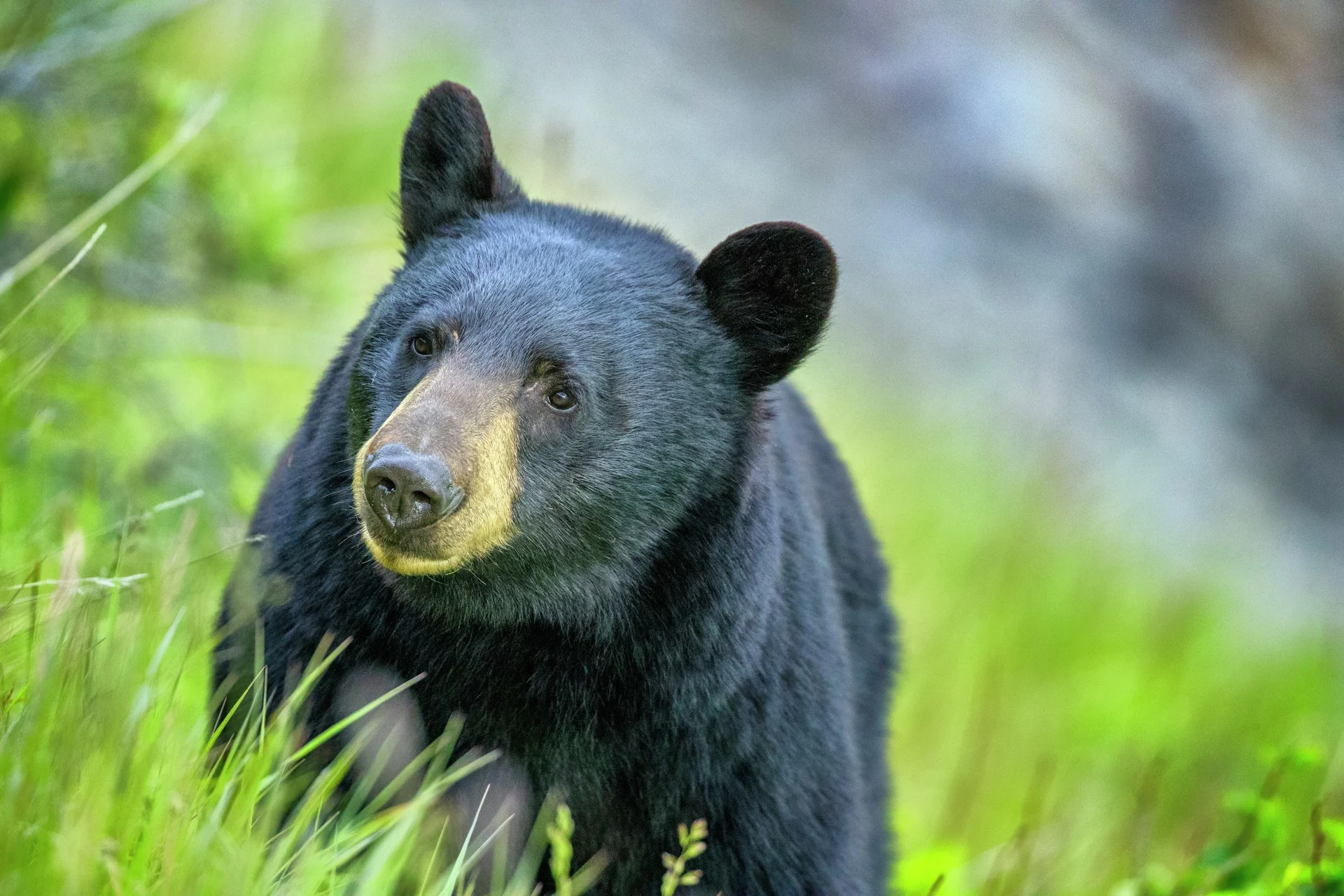 Black Bear, Alberta, Canada