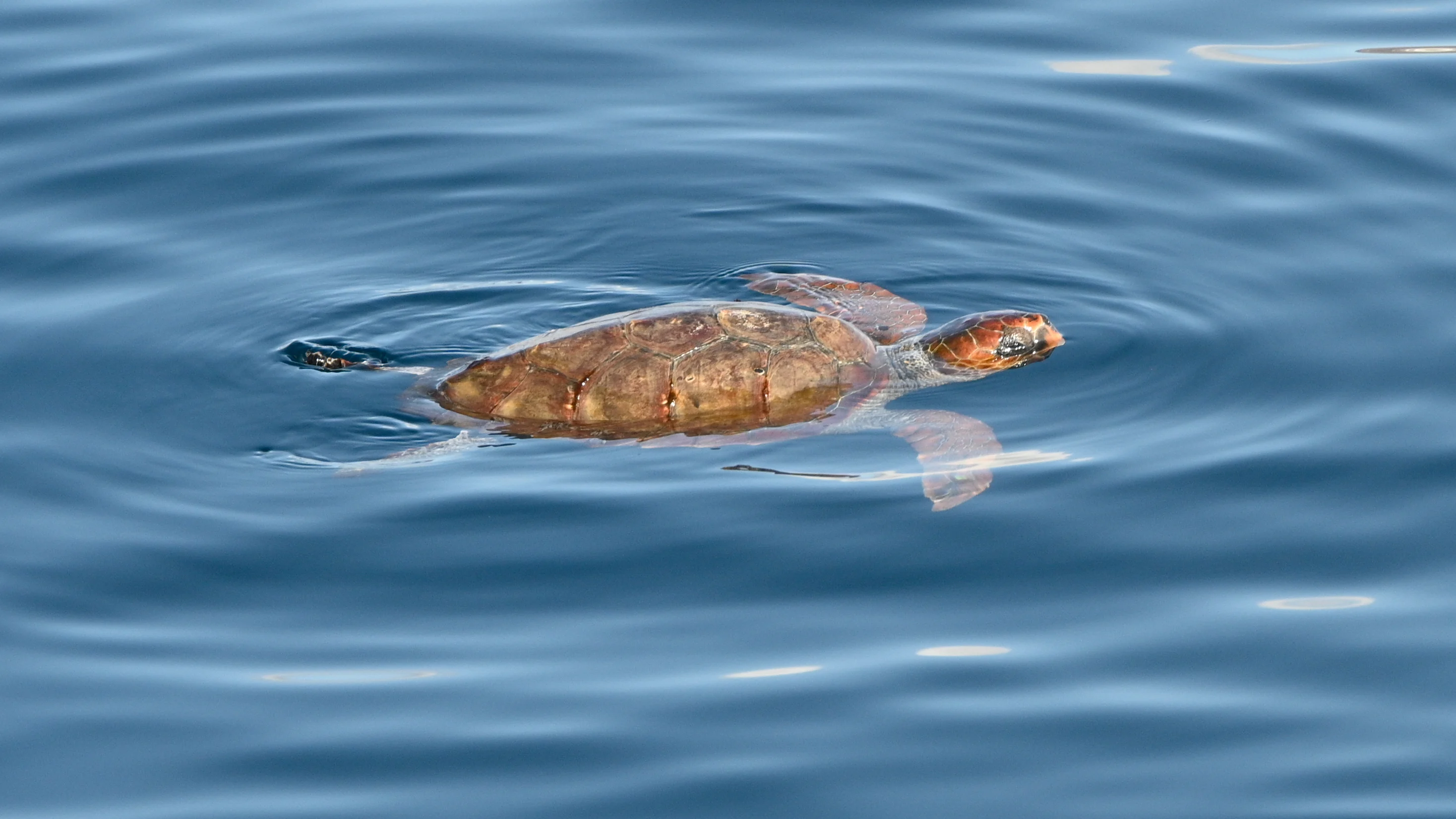 Canary-Islands Fuerteventura Loggerhead-Turtle