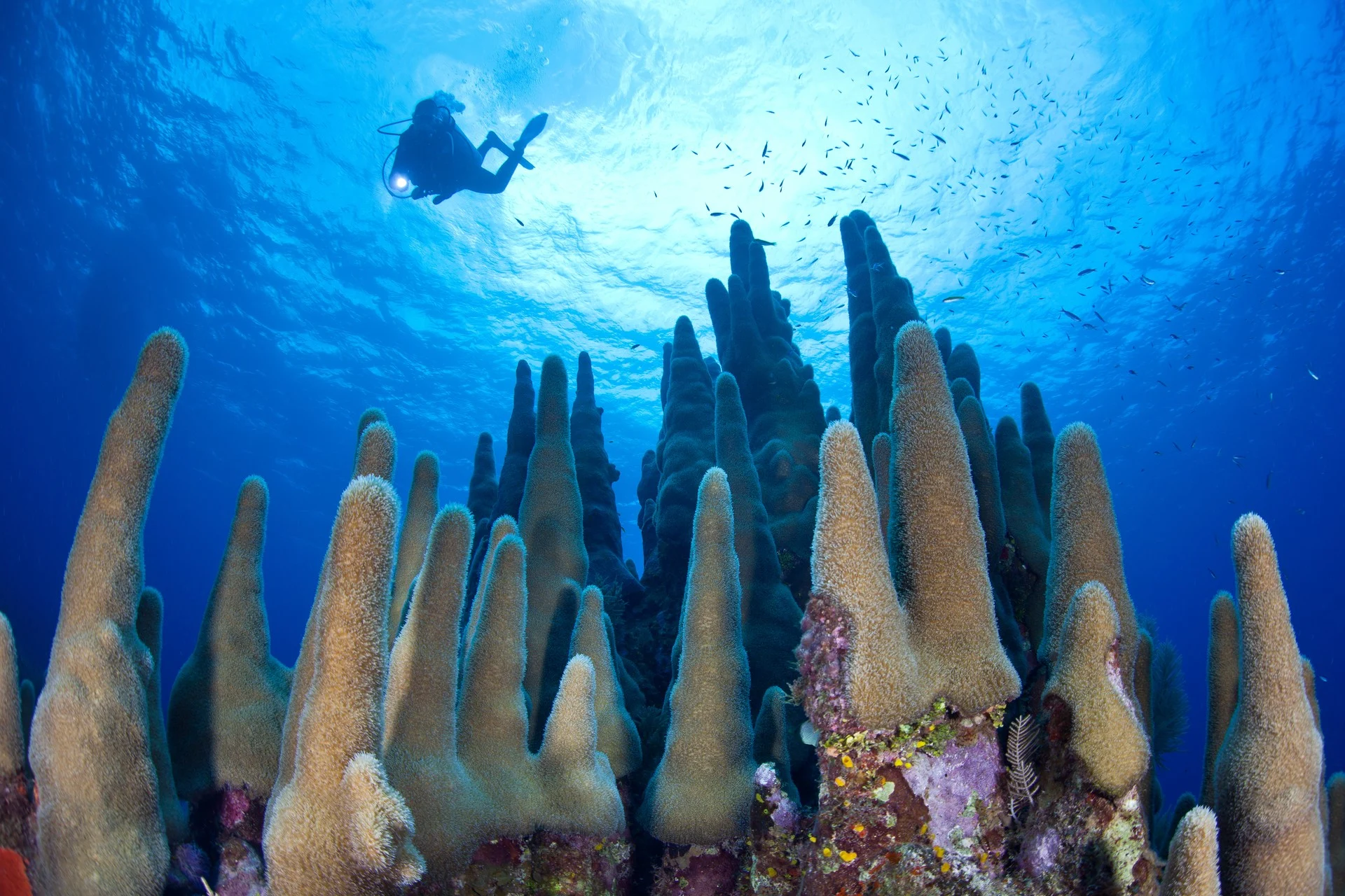 Diving-Cayman-islands