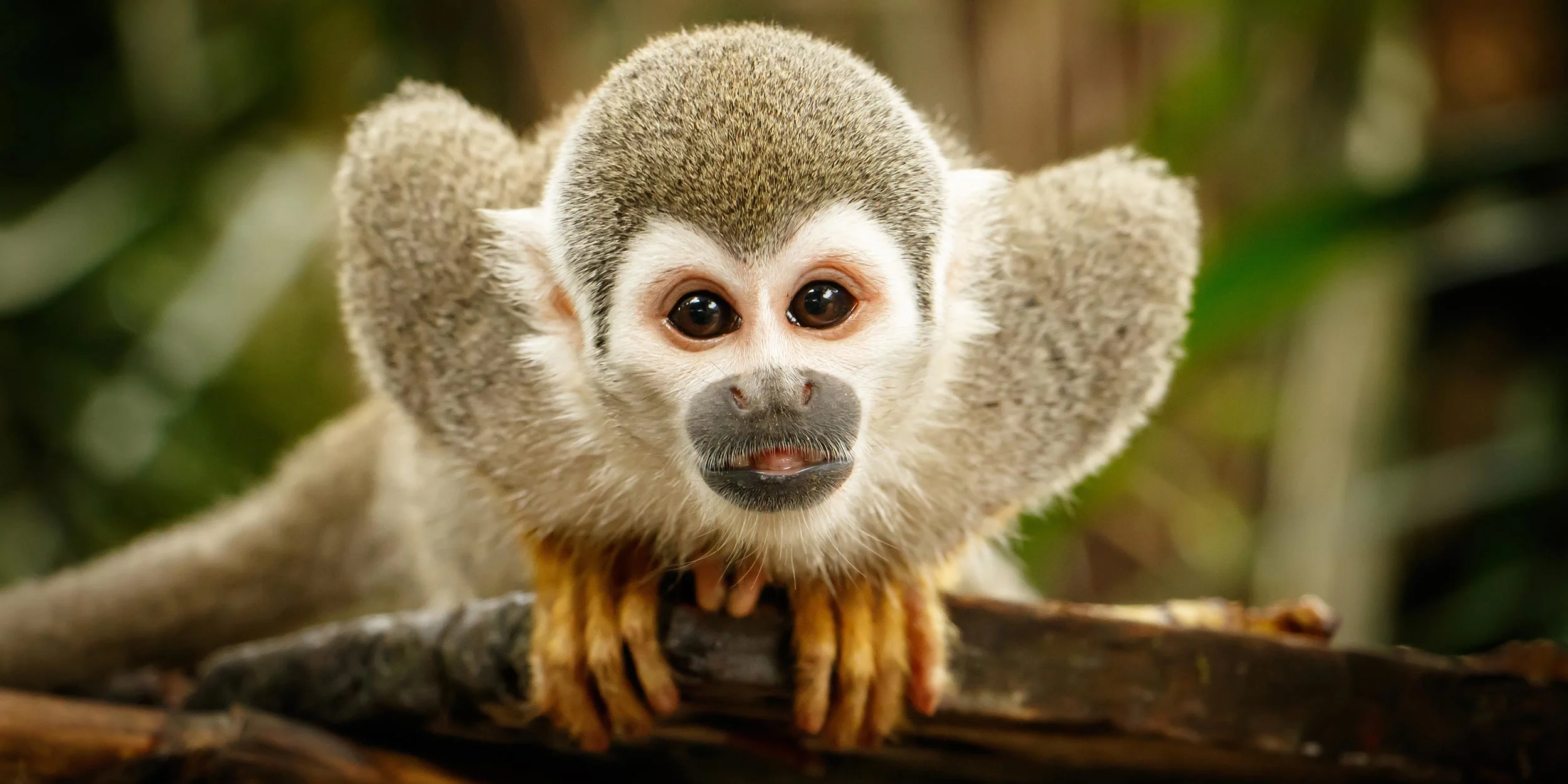 Squirrel-Monkey-Ecuador