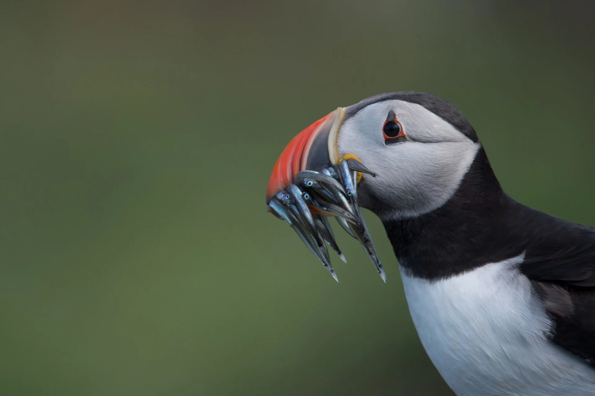 Puffin-Penguin-Iceland