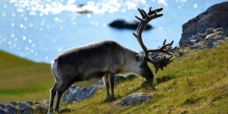 Svalbard reindeer