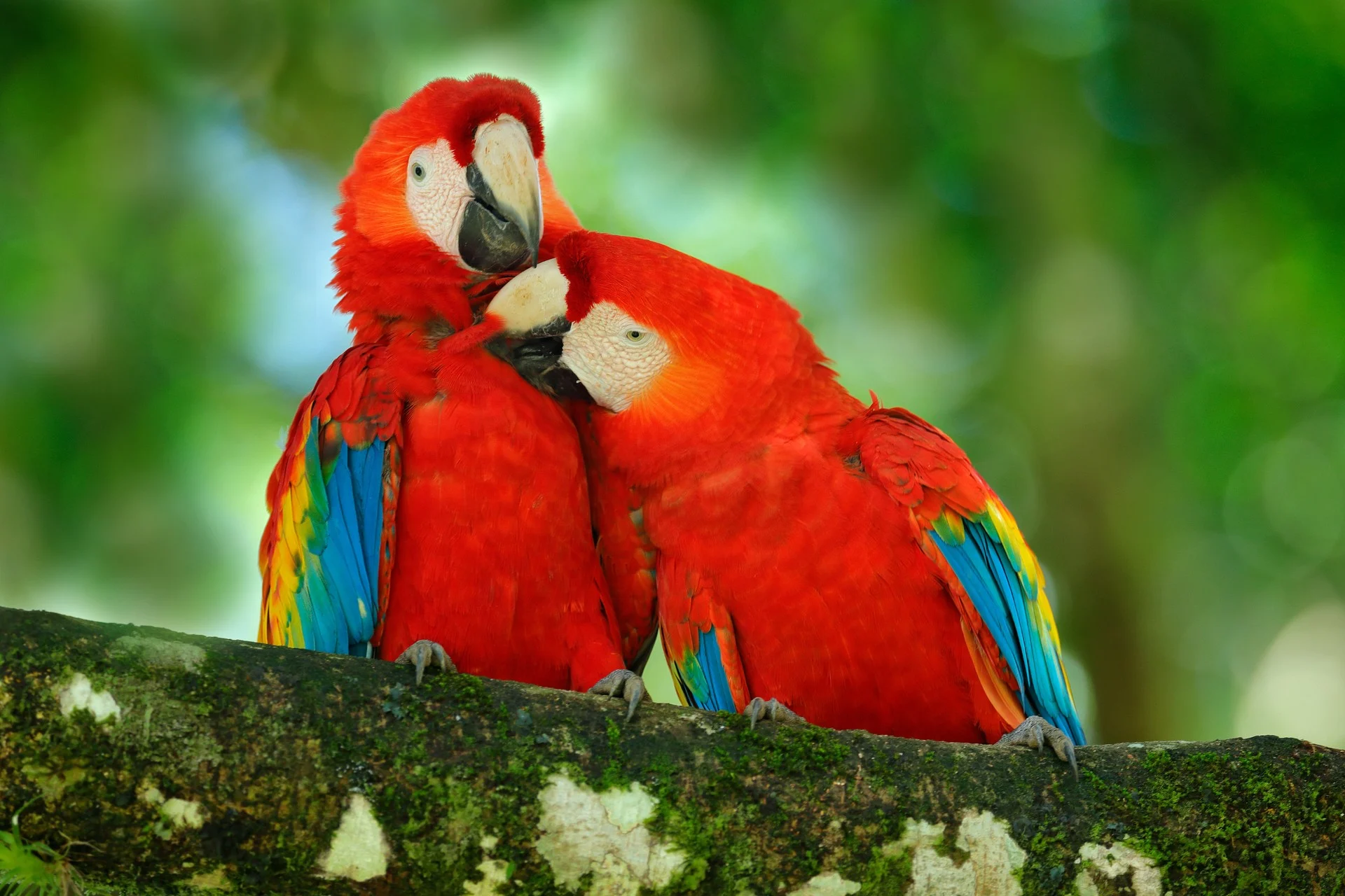 Parrots in Costa Rica
