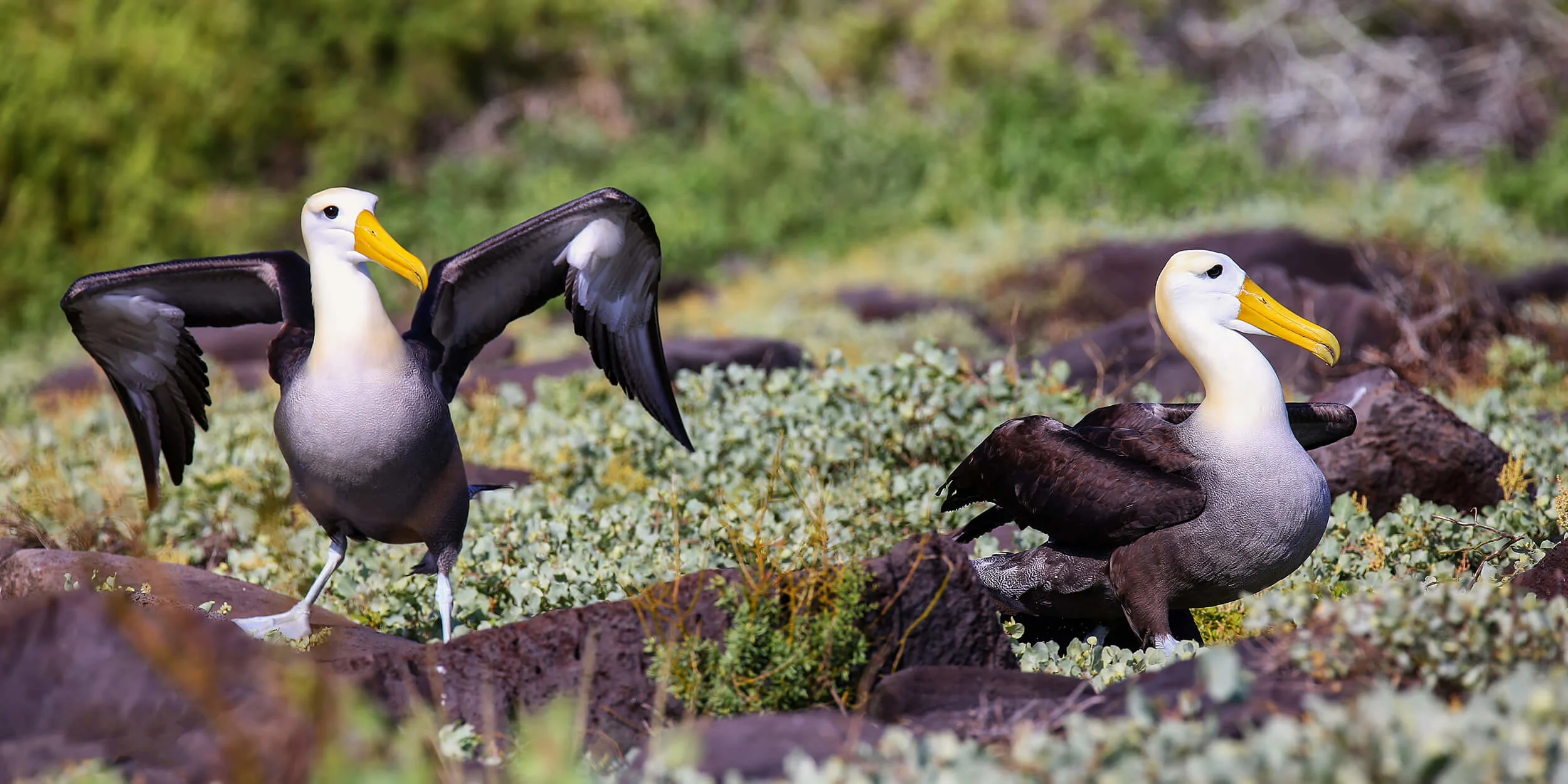 Galápagos Albatross on Espanola Island