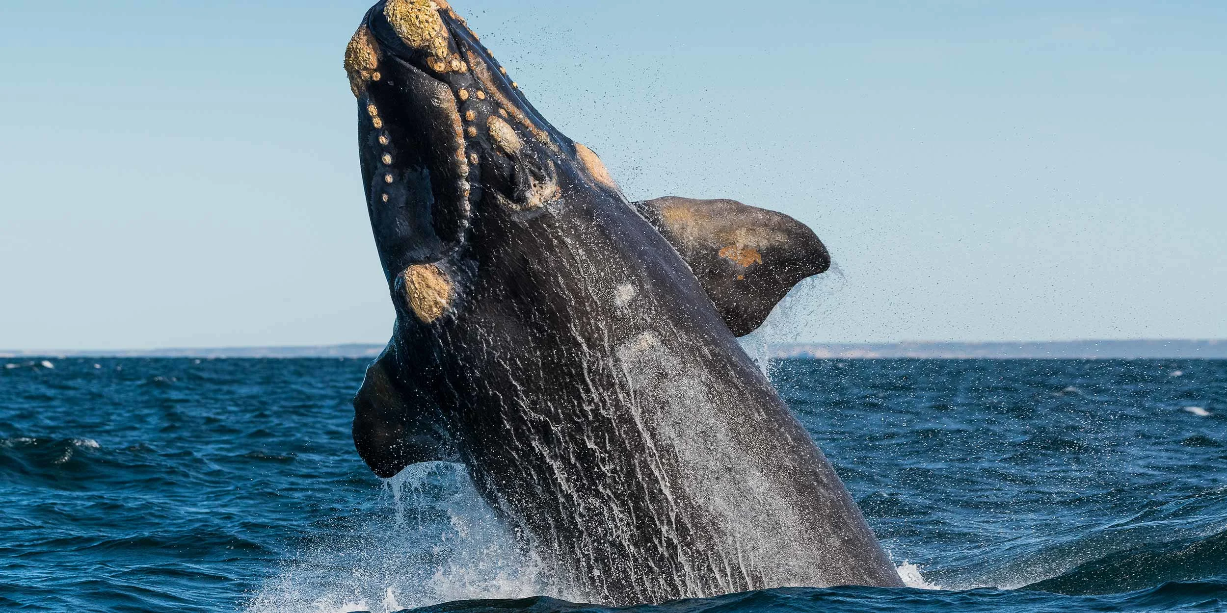 A-whale-in-Golfo-Nuevo-Argentina