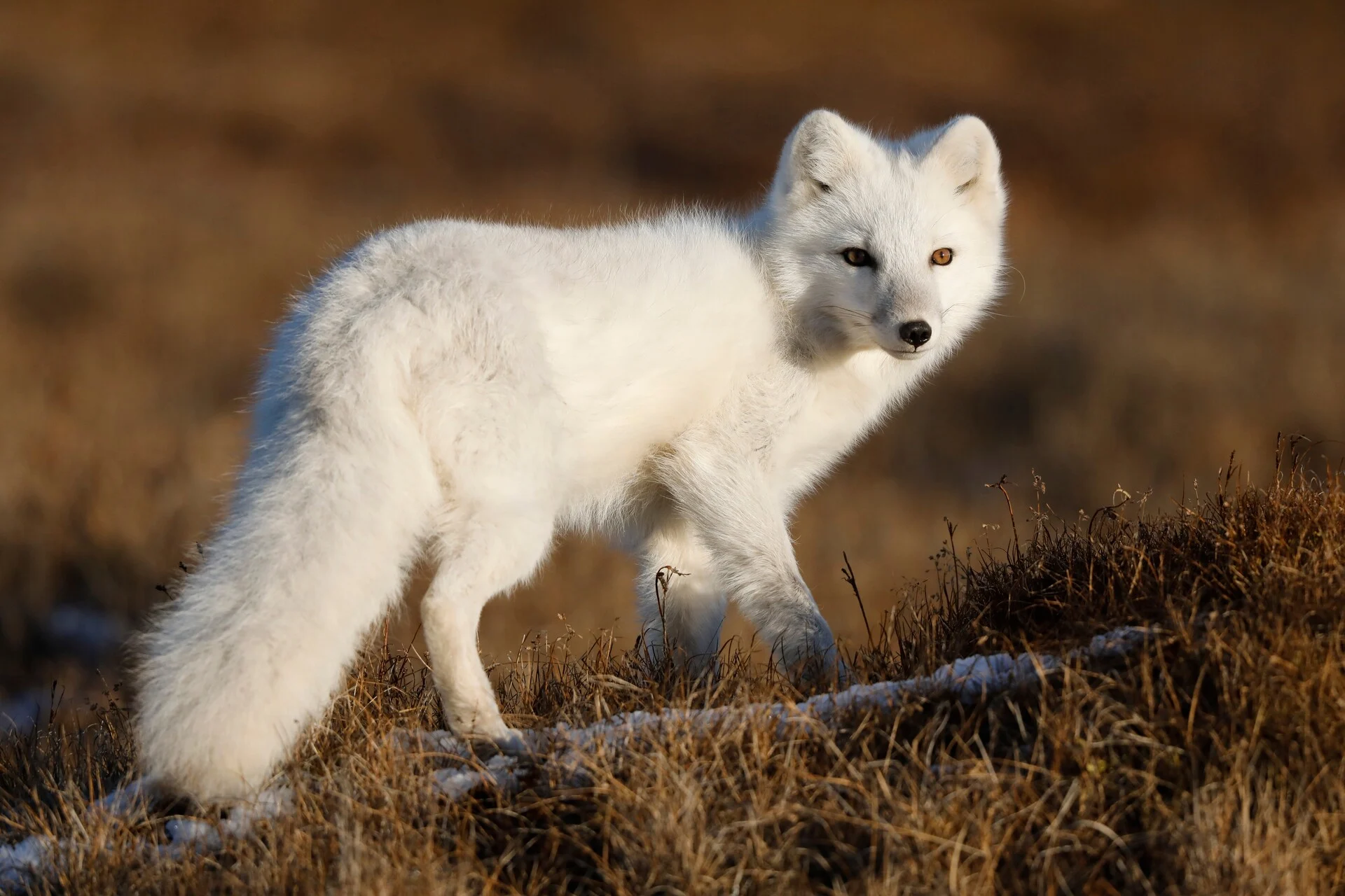 Arctic Fox - Alaska