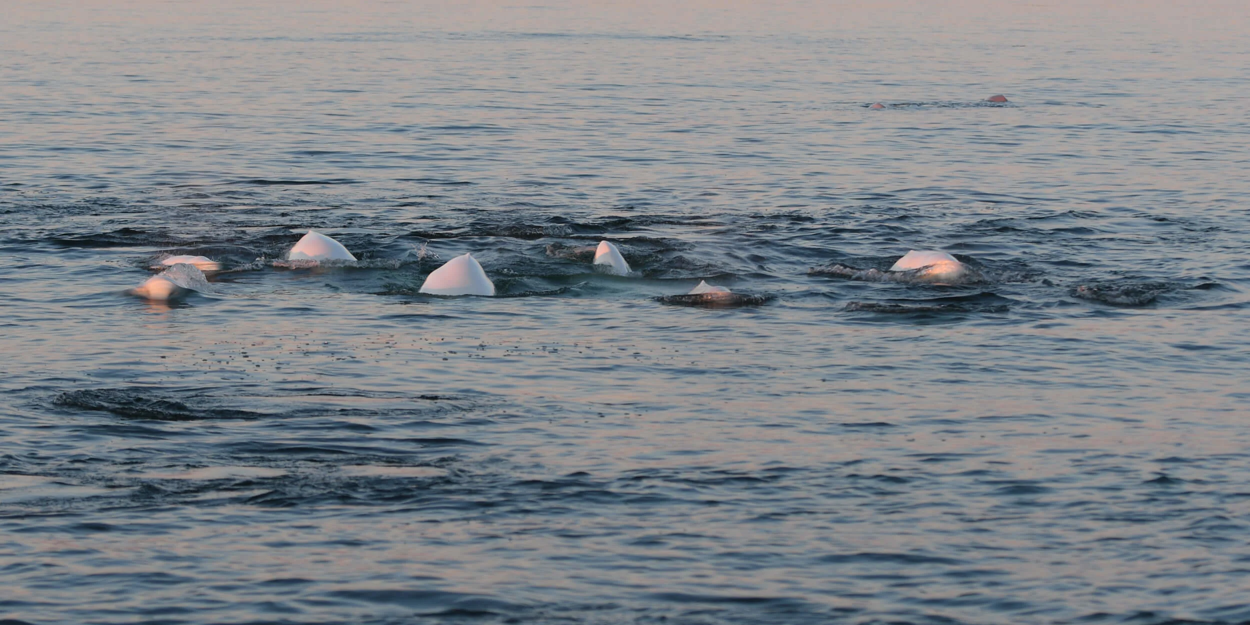 Beluga, Northwest Passage