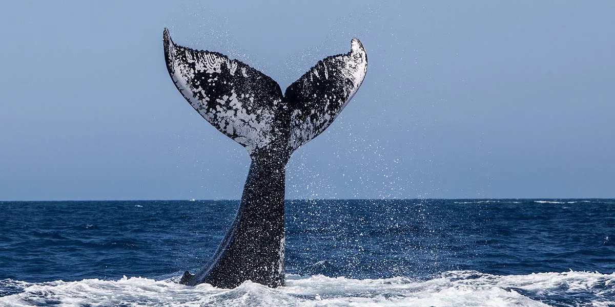 Whale tail, Alberta, Canada