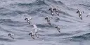 Birds in the Drake Passage