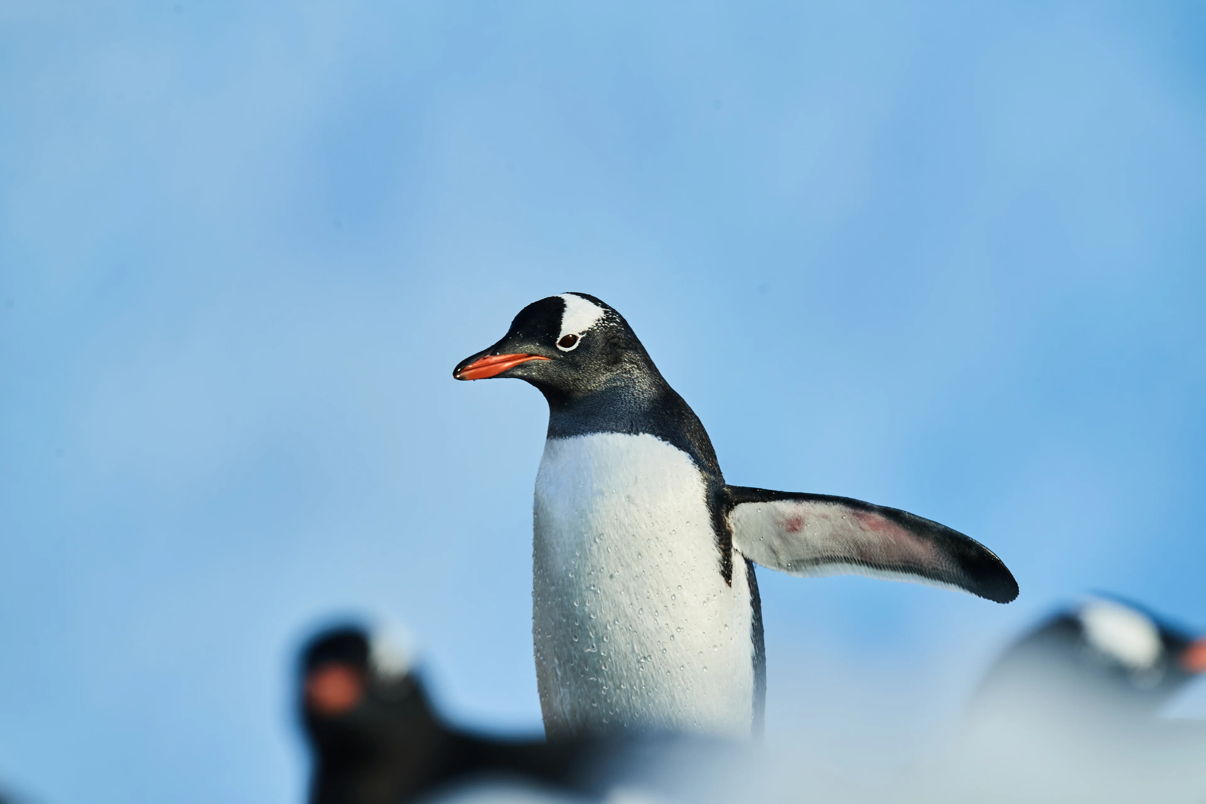 3_Wildlife-Antarctica-HGR-152937©Roger_Brendhagen