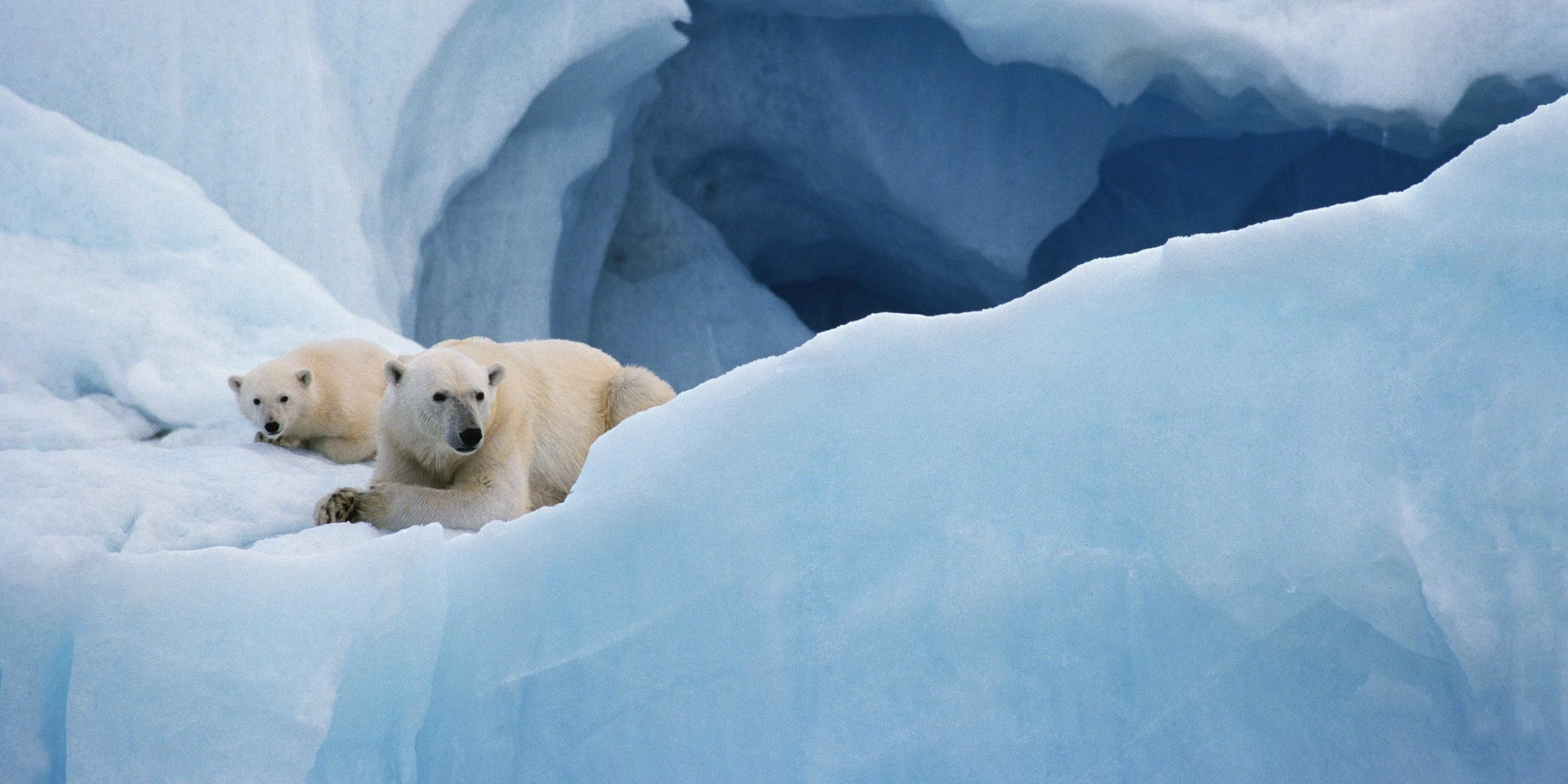 Polar Bears in Svalbard