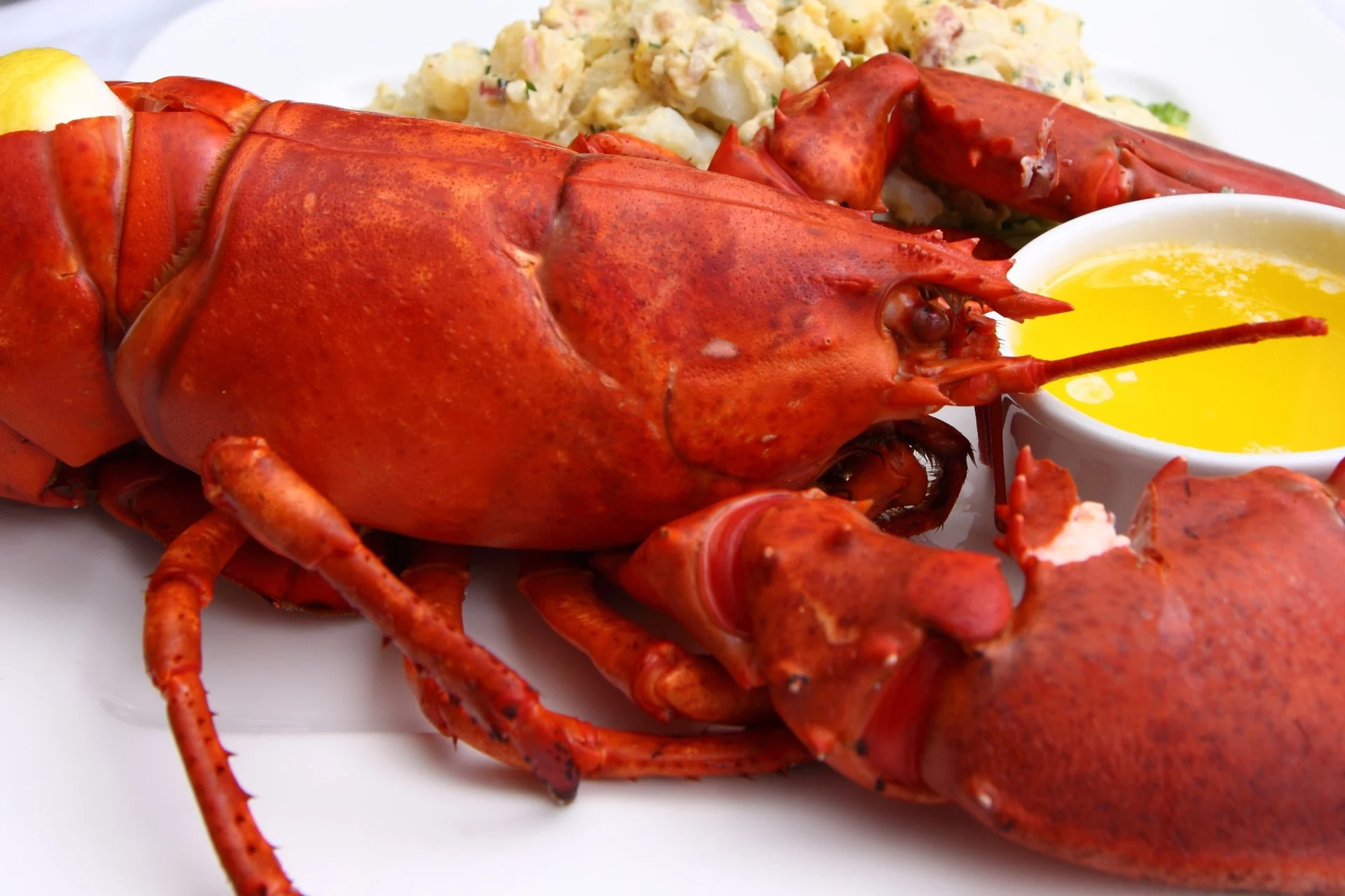 Lobster-Dinner
