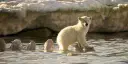 Curious polar bear cubs