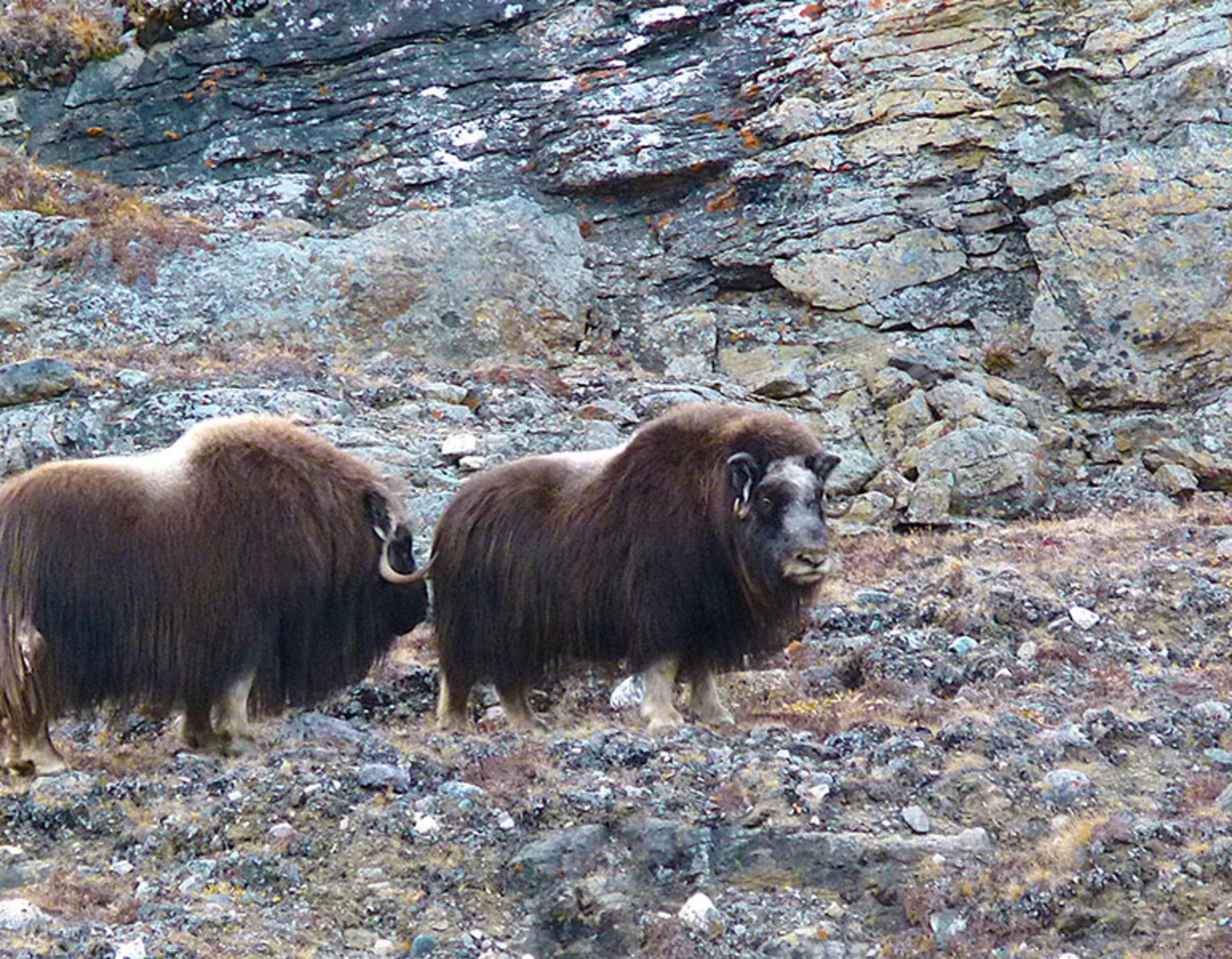Two musk oxen in Cambridge Bay, Canada