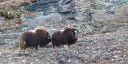 Two musk oxen in Cambridge Bay, Canada
