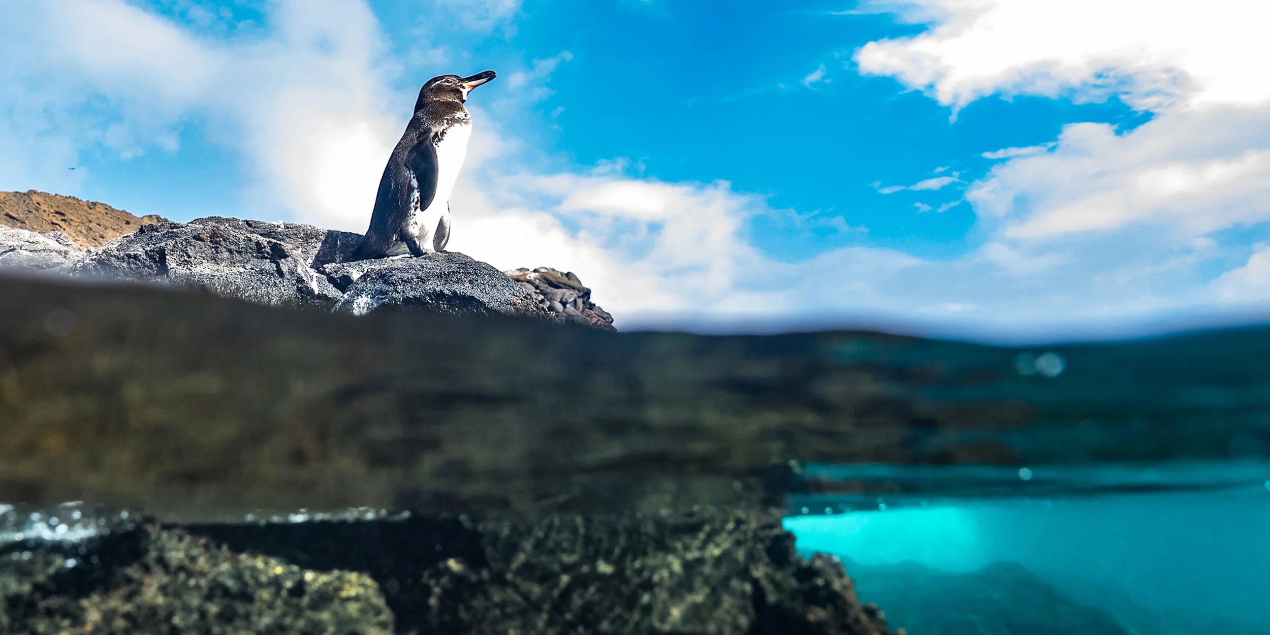 Penguin-Galápagos