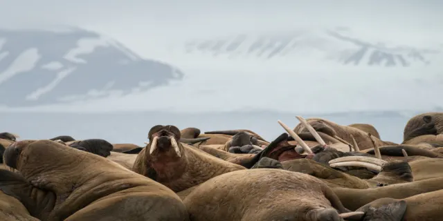 Walrus and seals