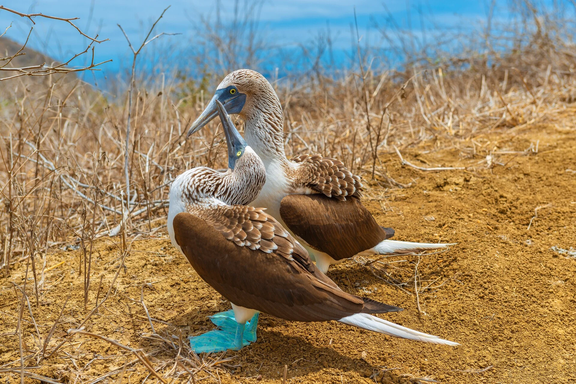 Blue-footed Boobies on Isla de la Plata, Galápagos