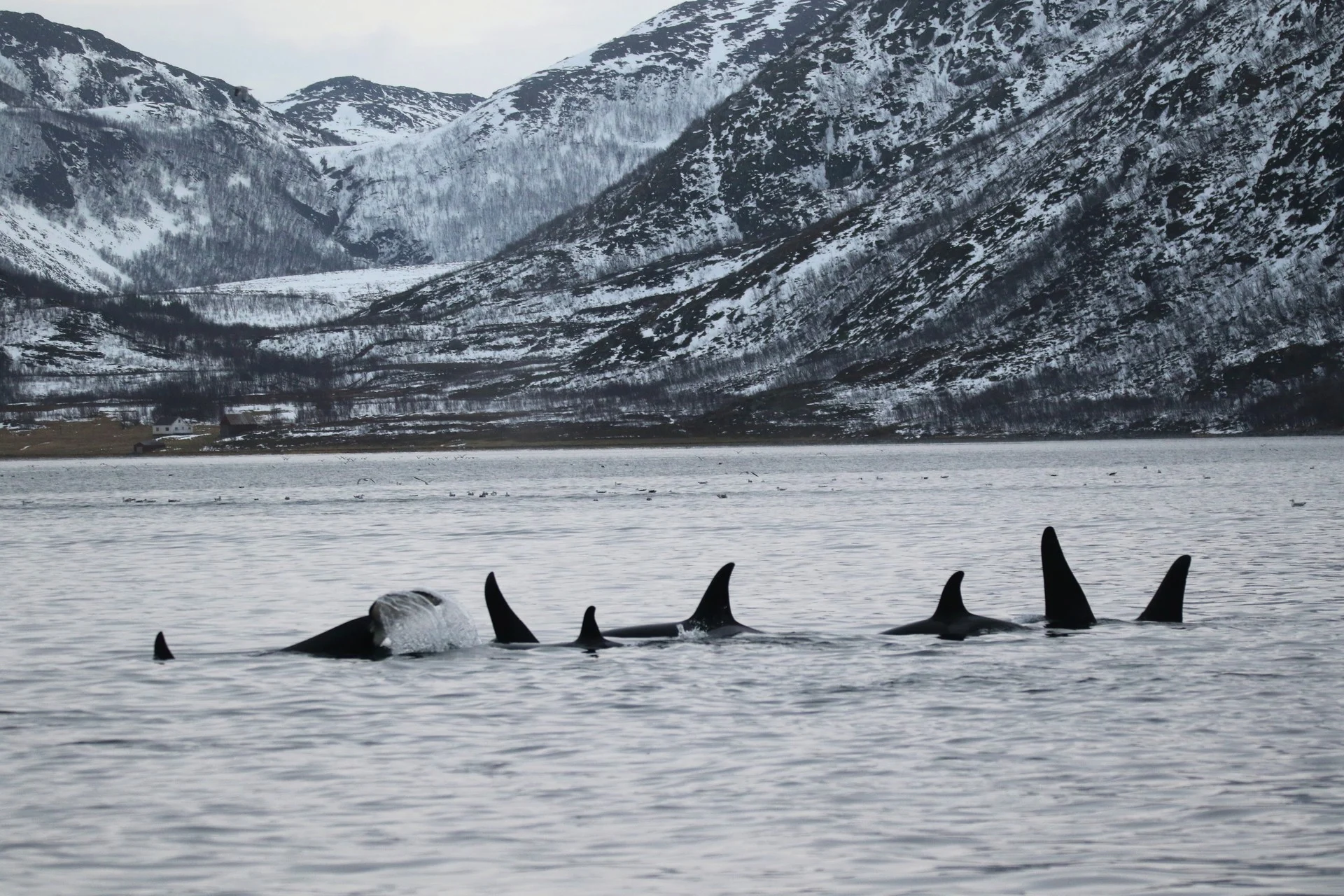 Silent-Whale-Exploring-Excursion-Norway