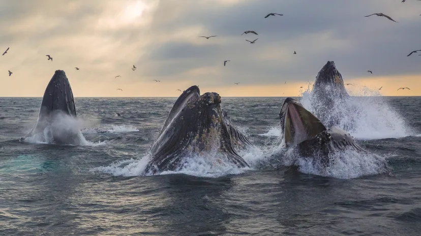 Humpback Whales in Monterey Bay, California