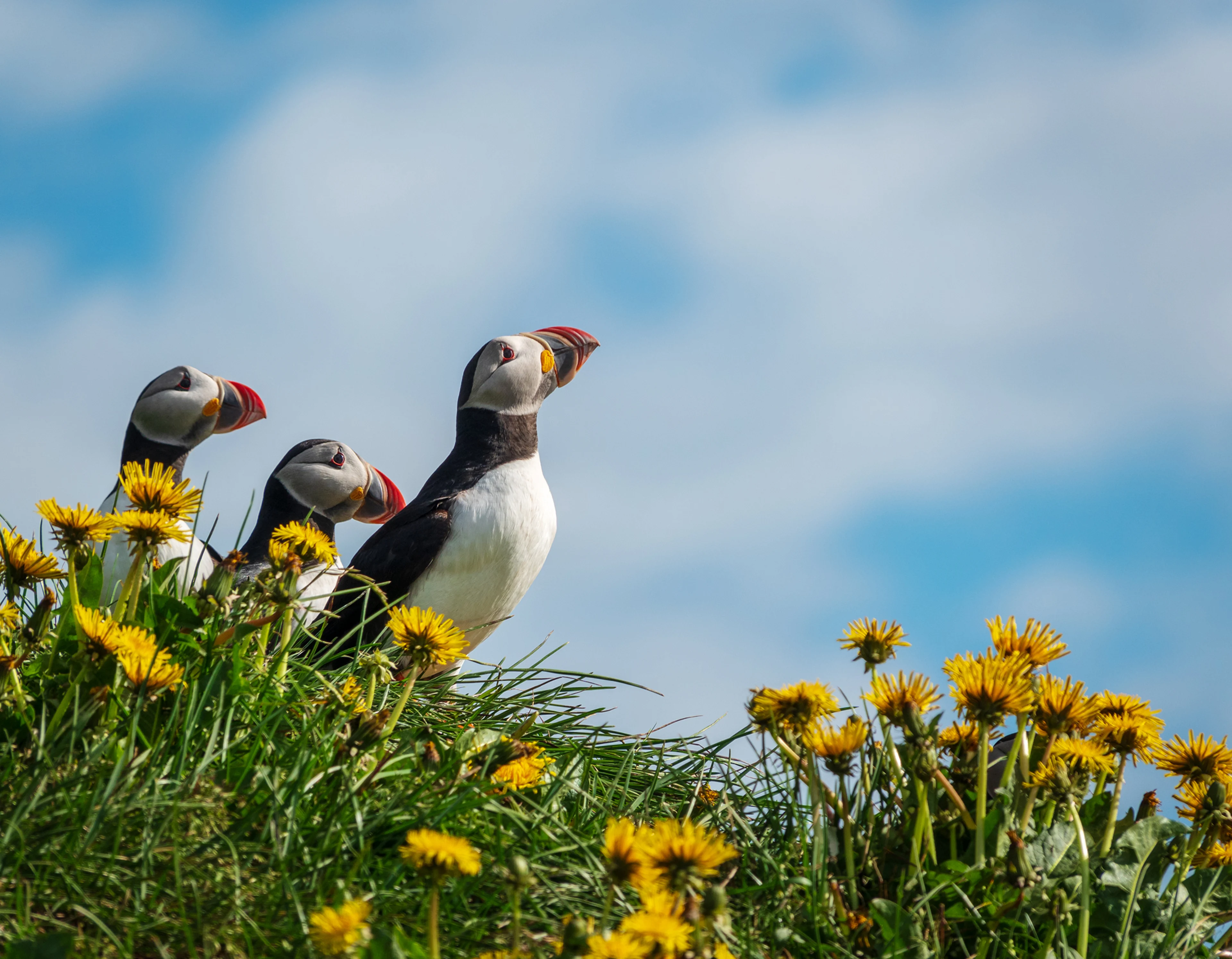 Puffins looking out on Bakkagerði, Iceland