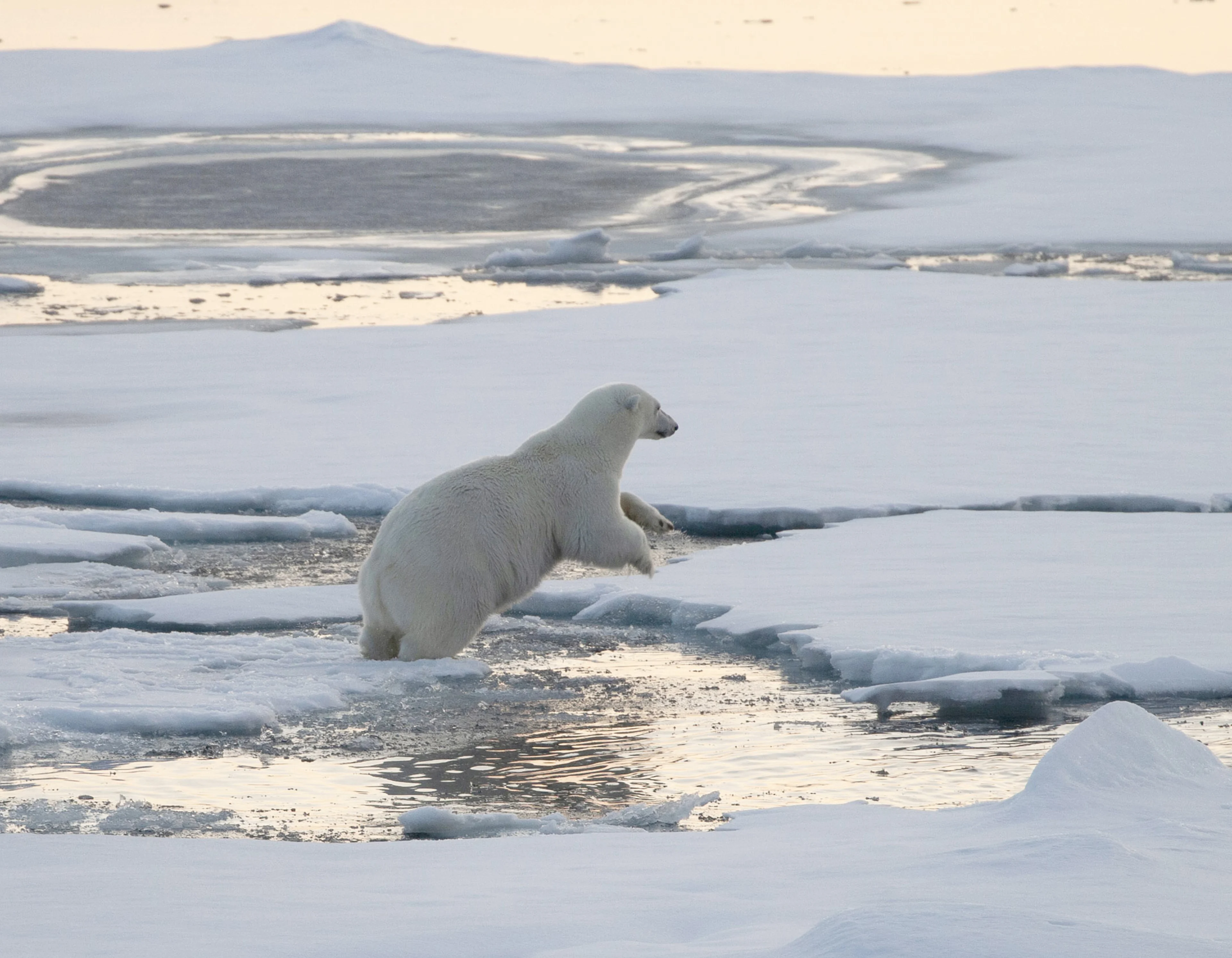 Polar bear on ice floe in Svalbard