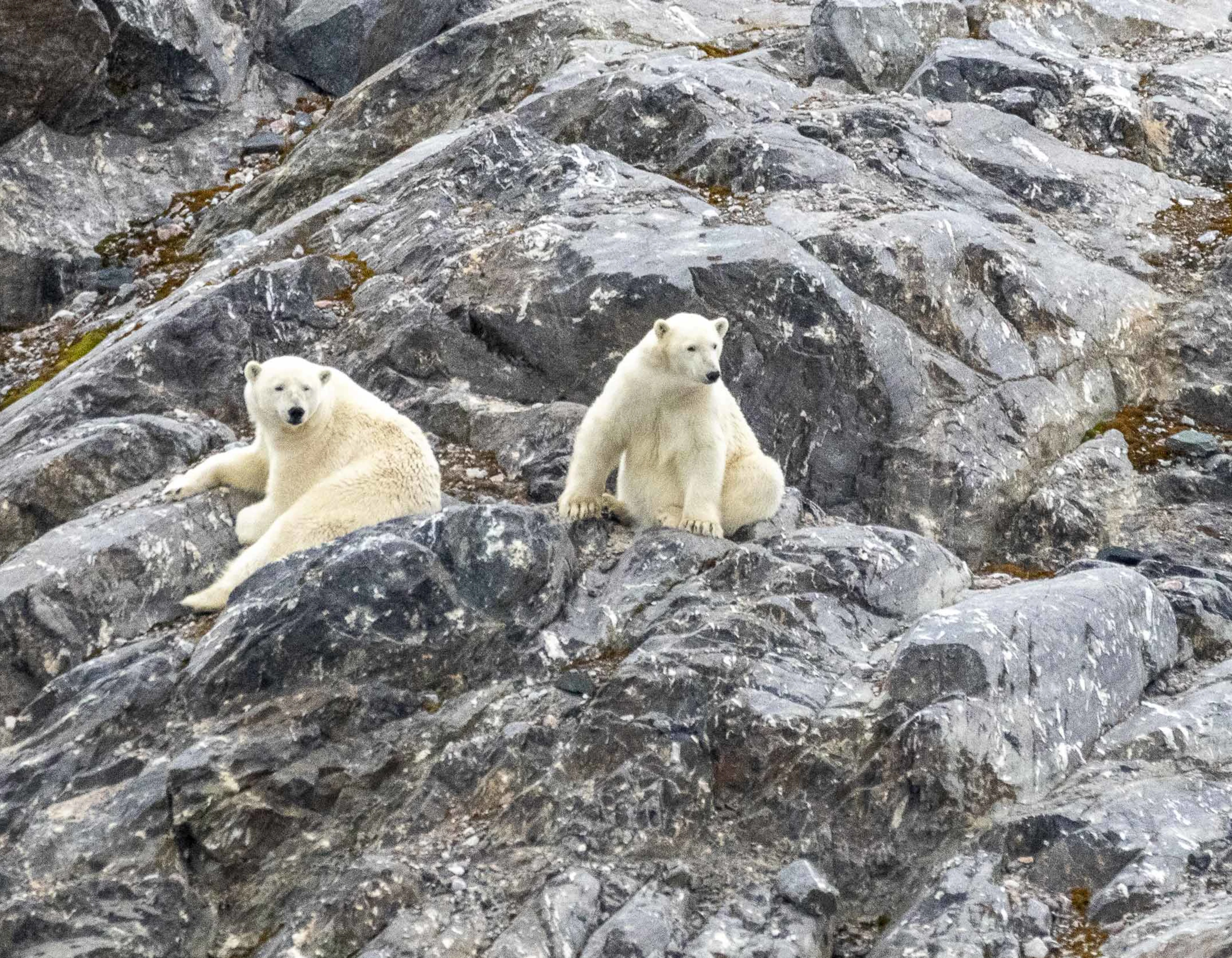 Polar bears on the rocky landscape of Svalbard