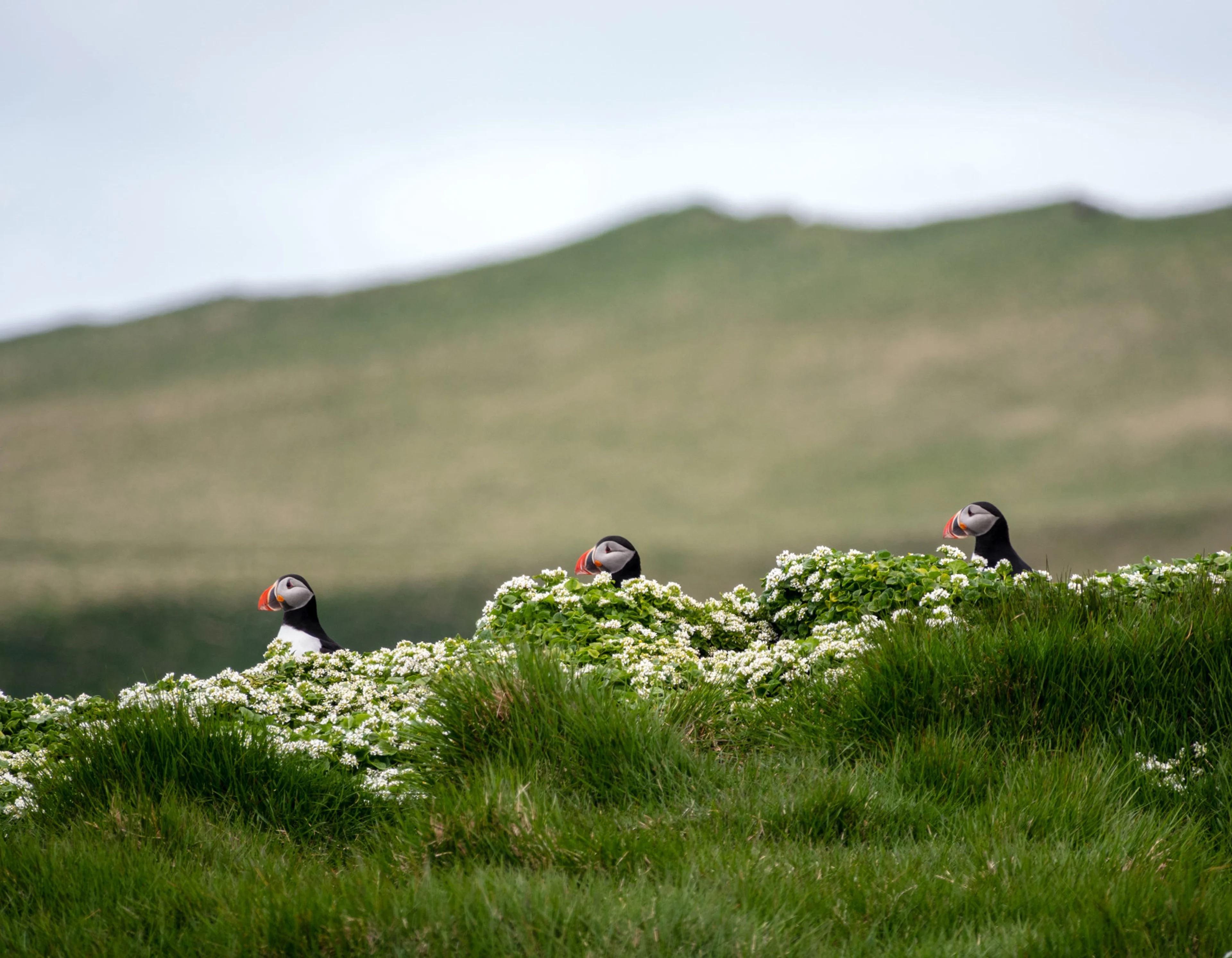 Puffins in the Grimsey area, Iceland.