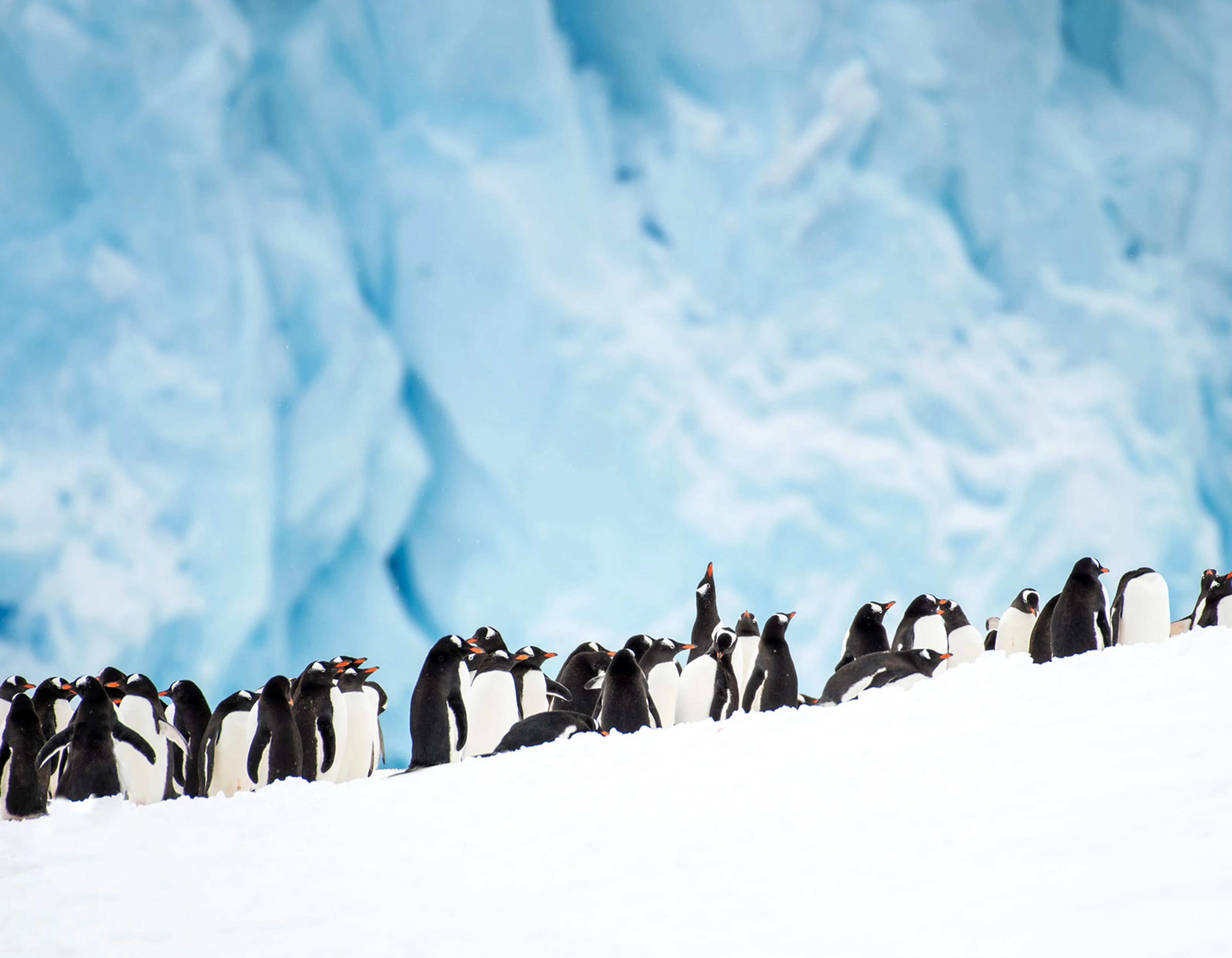 Penguins in Neko Harbour, Antarctica