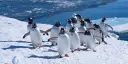 Penguins on Galindez Island