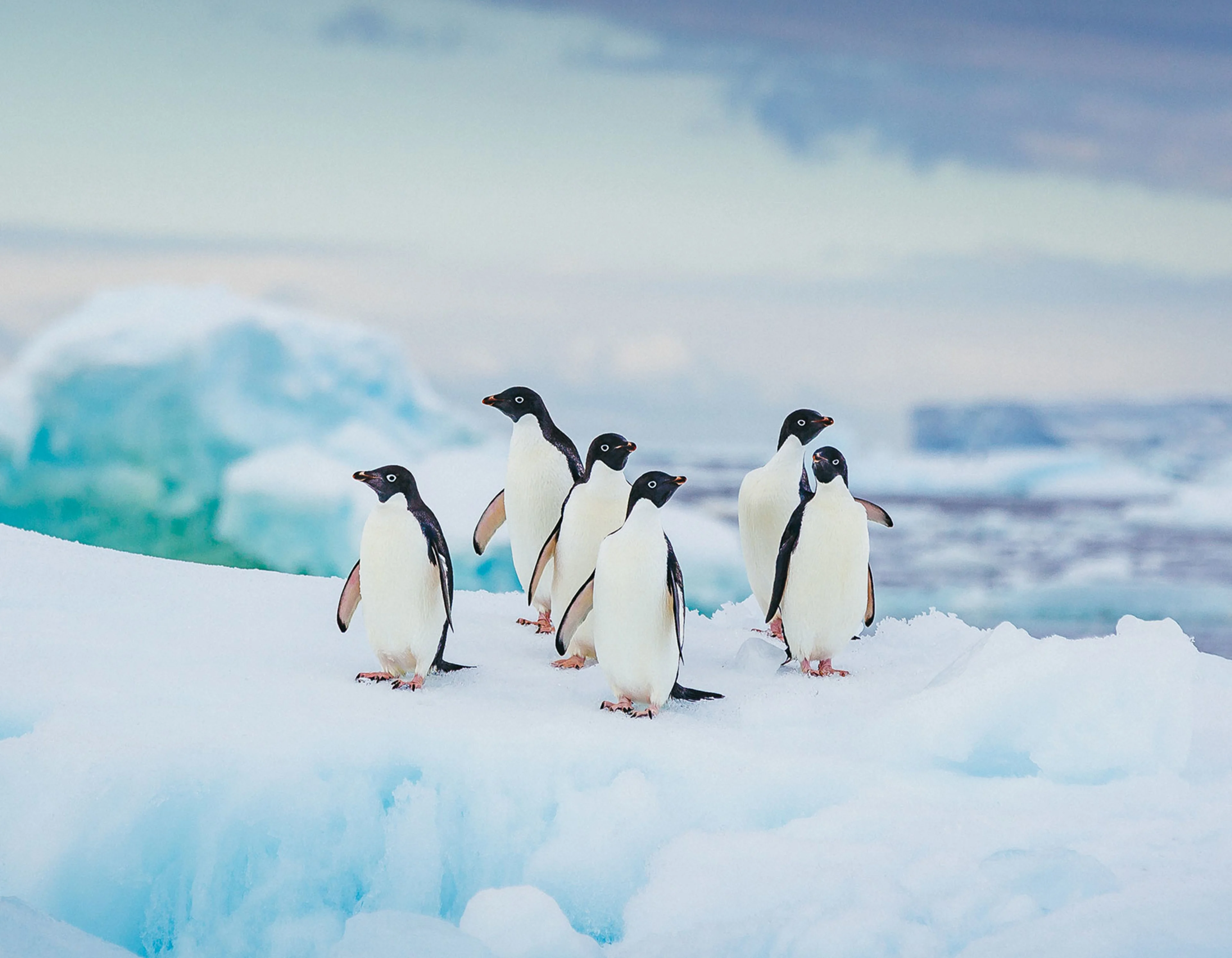 Adelie penguins gathered on an iceberg