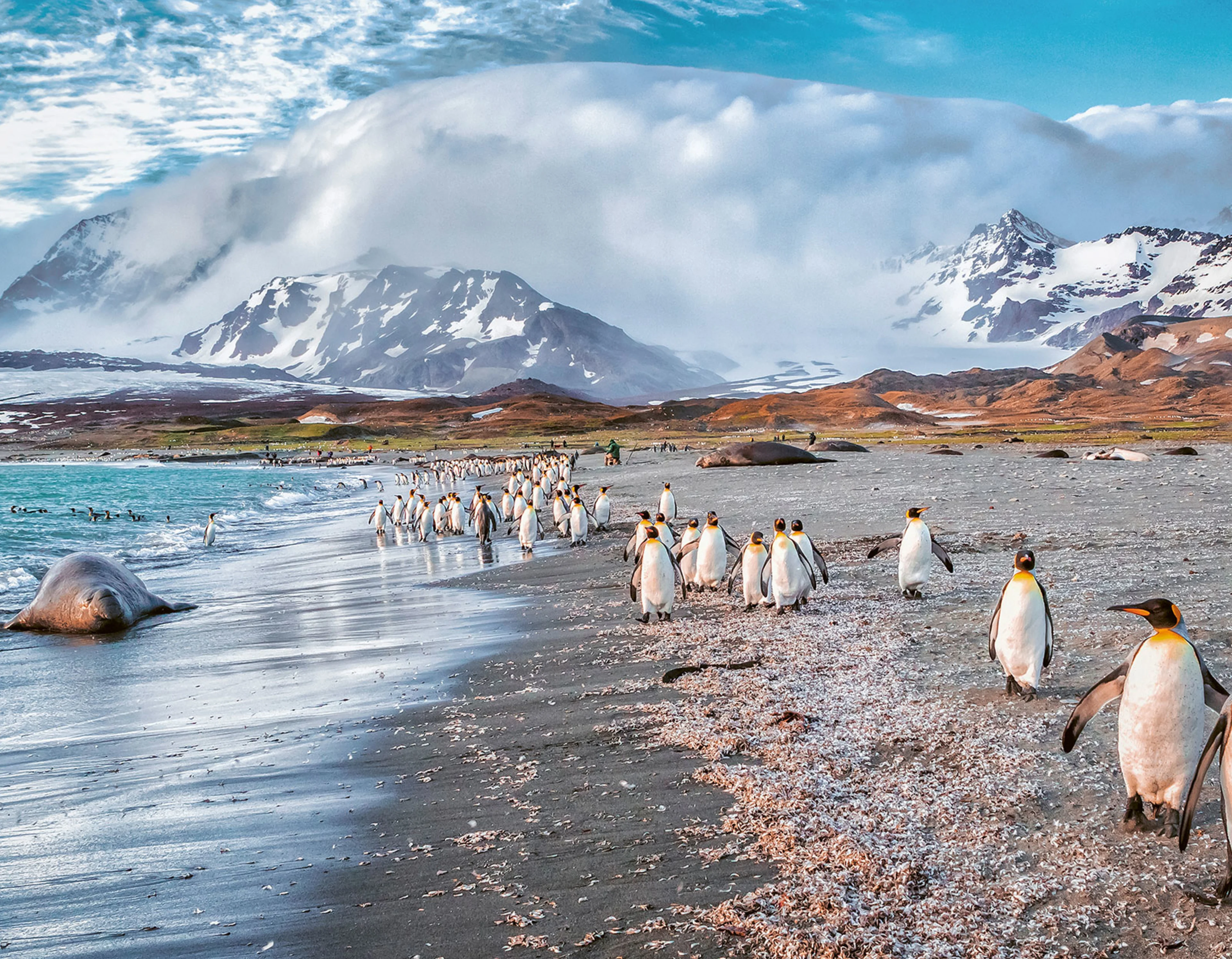 Penguins walking on beach. Seal laying right at the waterfront and snow covered mountains in the background.