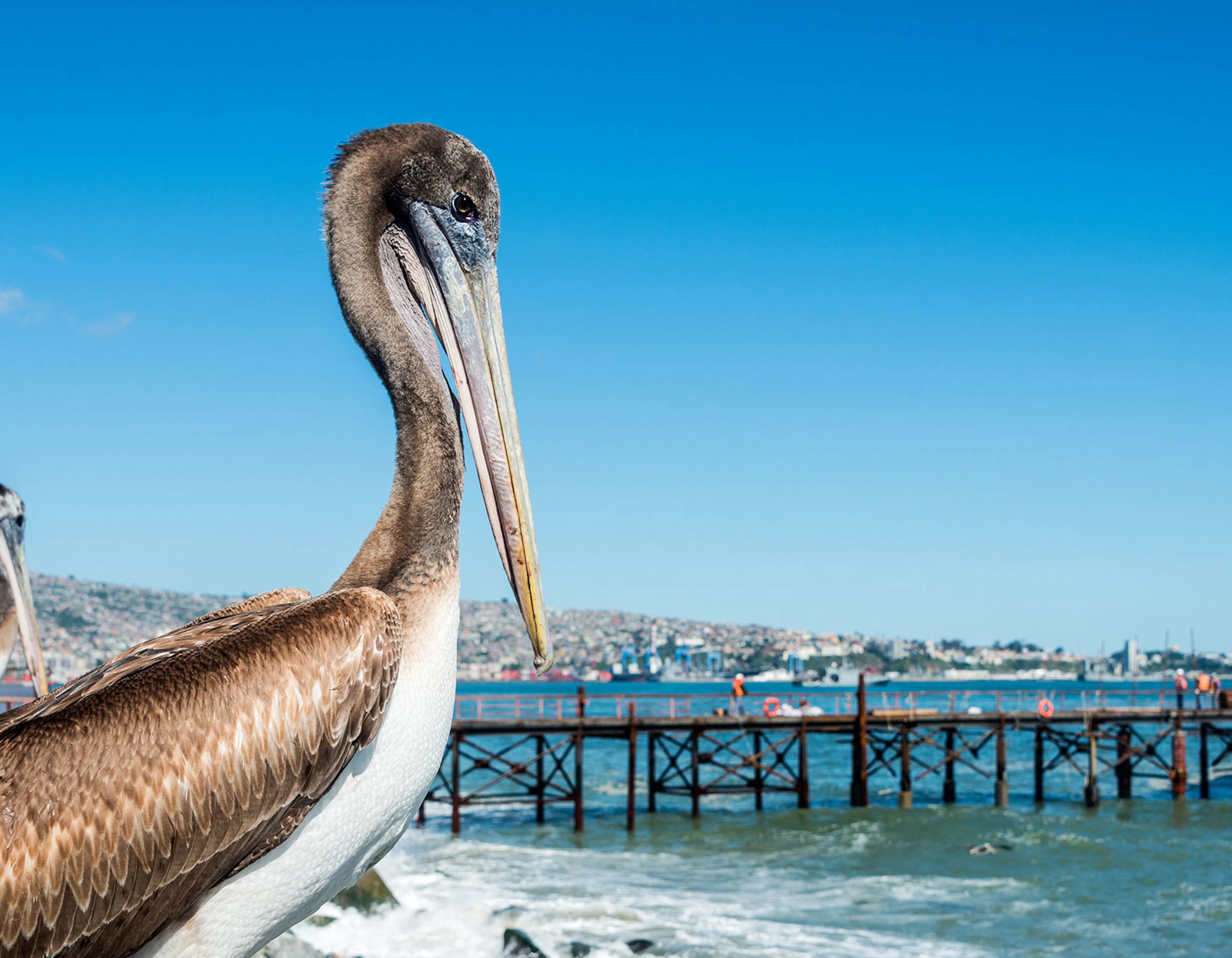 Pelicans on the beach in Valparaiso.