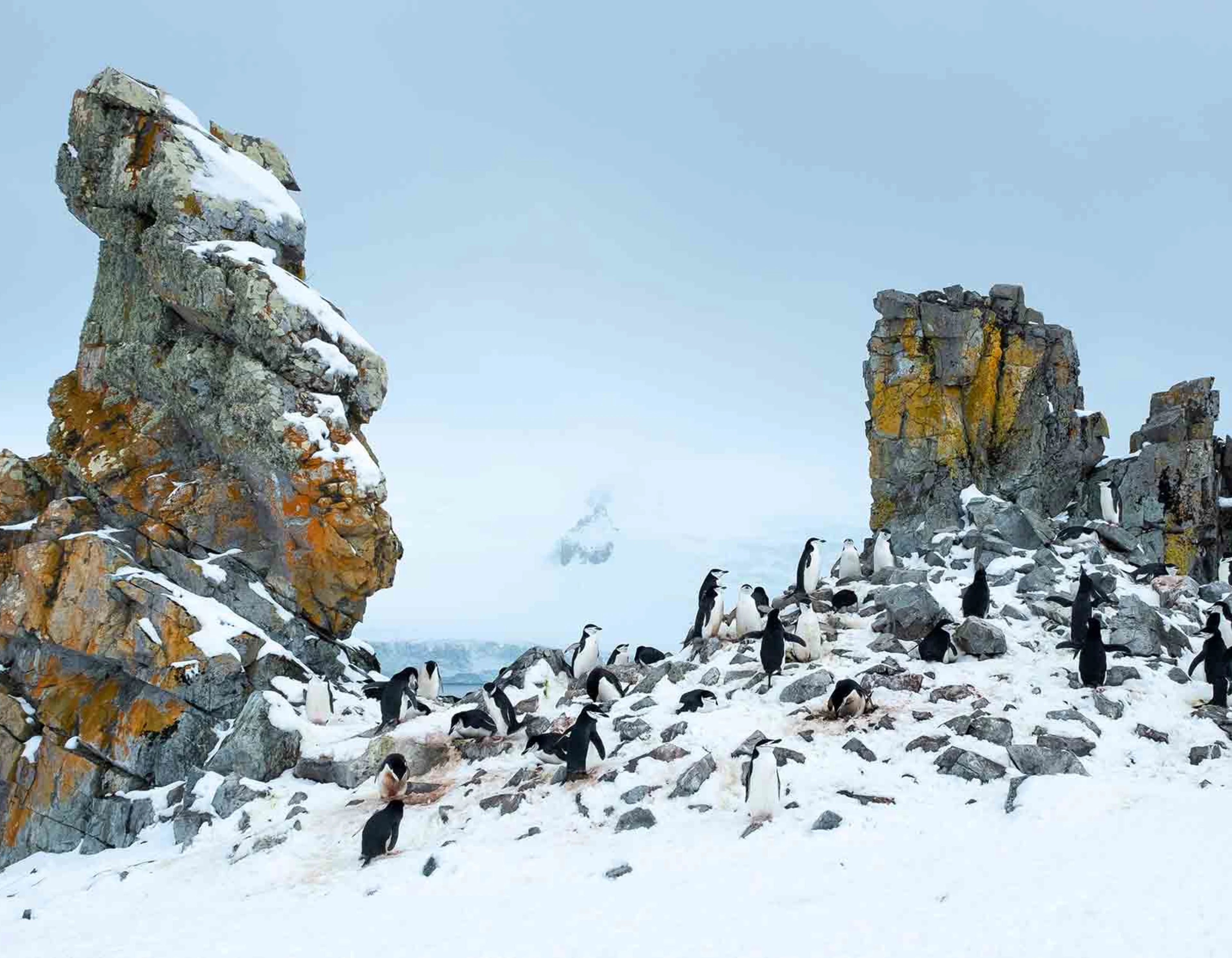 Penguins in the rocky Antarctic landscape