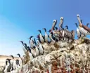 Birds sitting on a rock, Ballestas Islands