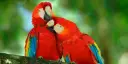 Two red parrots sitting in a tree in Golfito, Costa Rica.