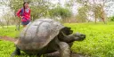 Woman walking behind a giant tortoise on Galapagos.