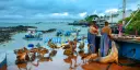 Birds, sea lions and fishermen at a fish market in Santa Cruz in the Galapagos Islands.