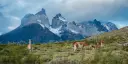 Llamas grazing grass, mountain tops in the background.