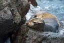 Sea lion resting on the rocks