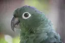 Close up of  a green parrot
