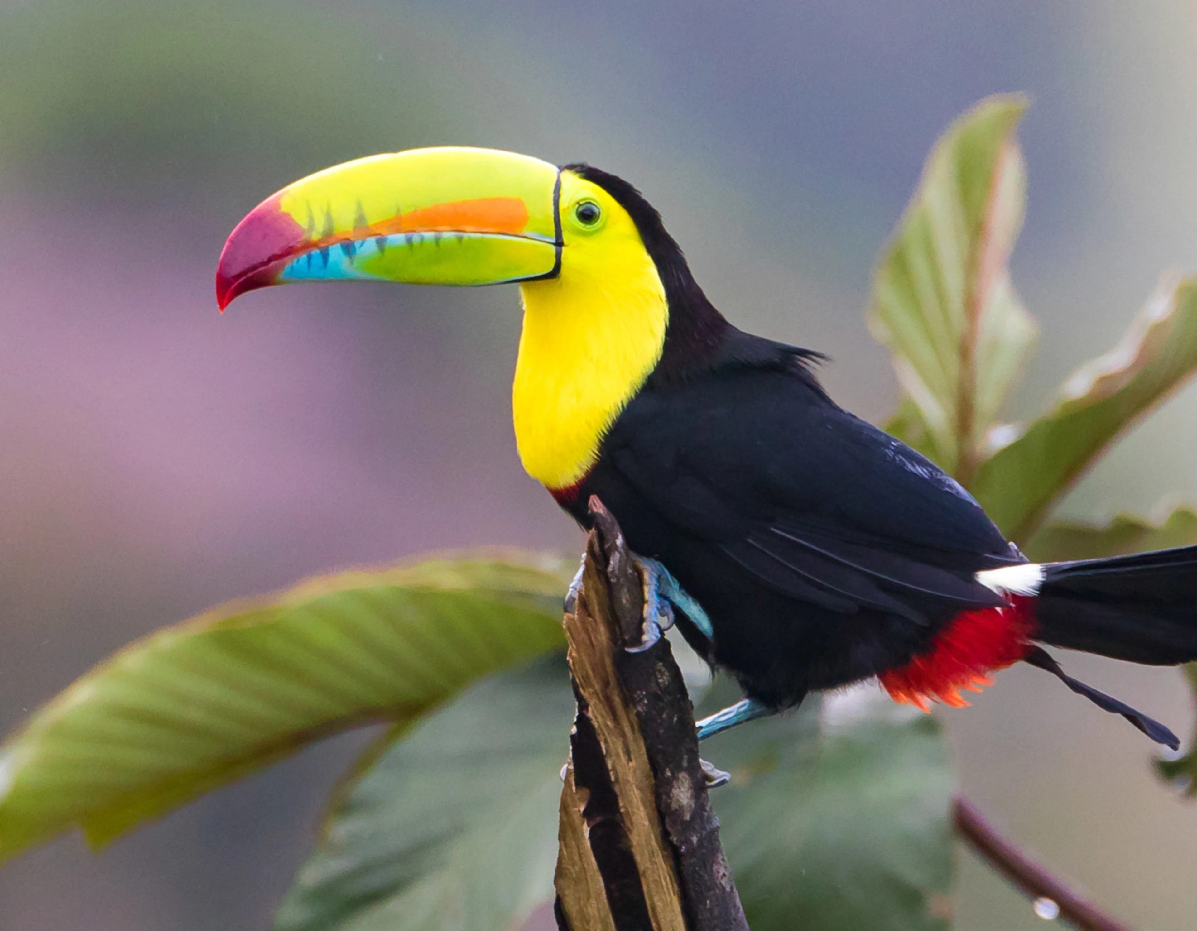 Keel billed Toucan, a black bird with a yellow and colorful head and peek sitting in a tree.