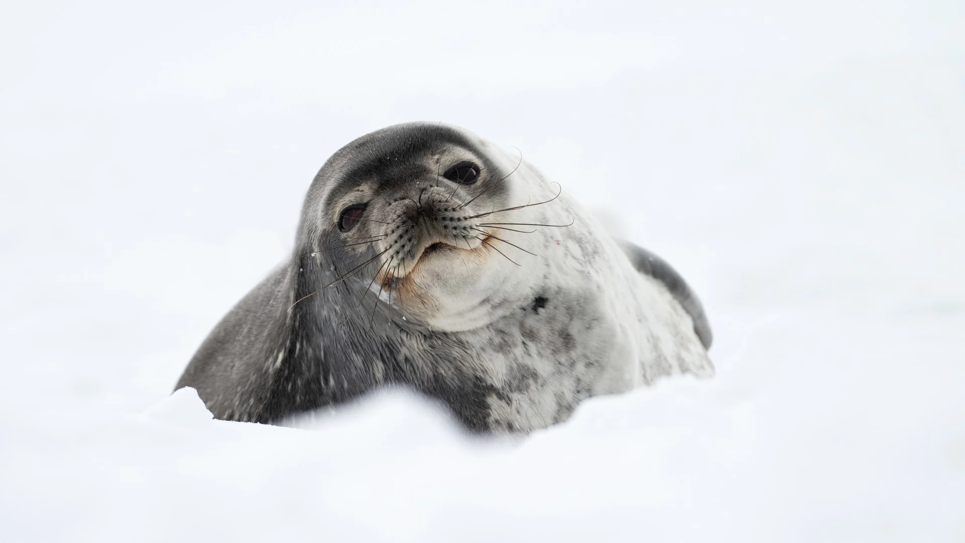 Seal at Neko Harbour, Antarctica