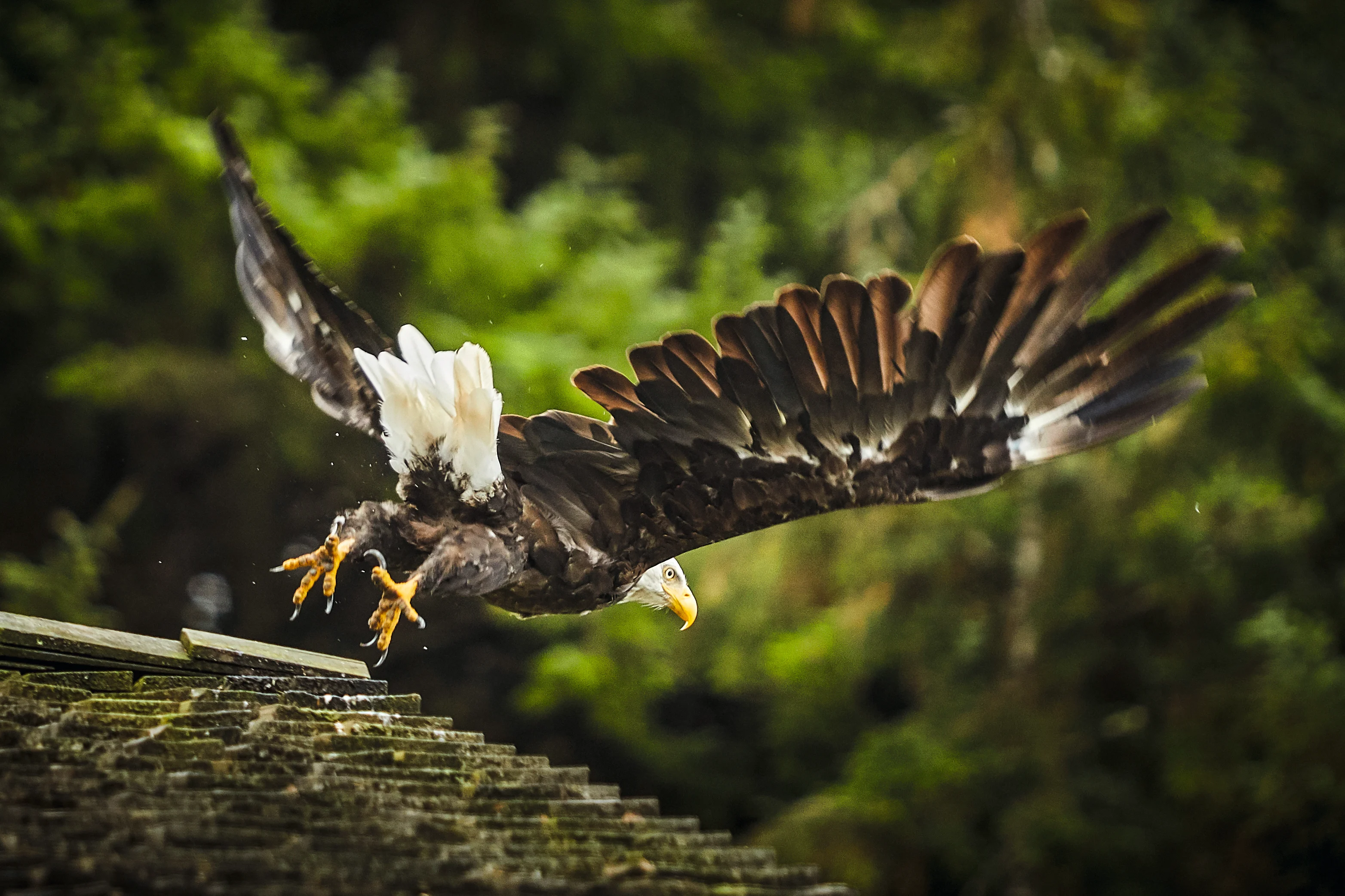Eagle in Sitka, Alaska. Photo. Ashton Ray Hansen