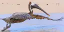 Pelican flying over shore