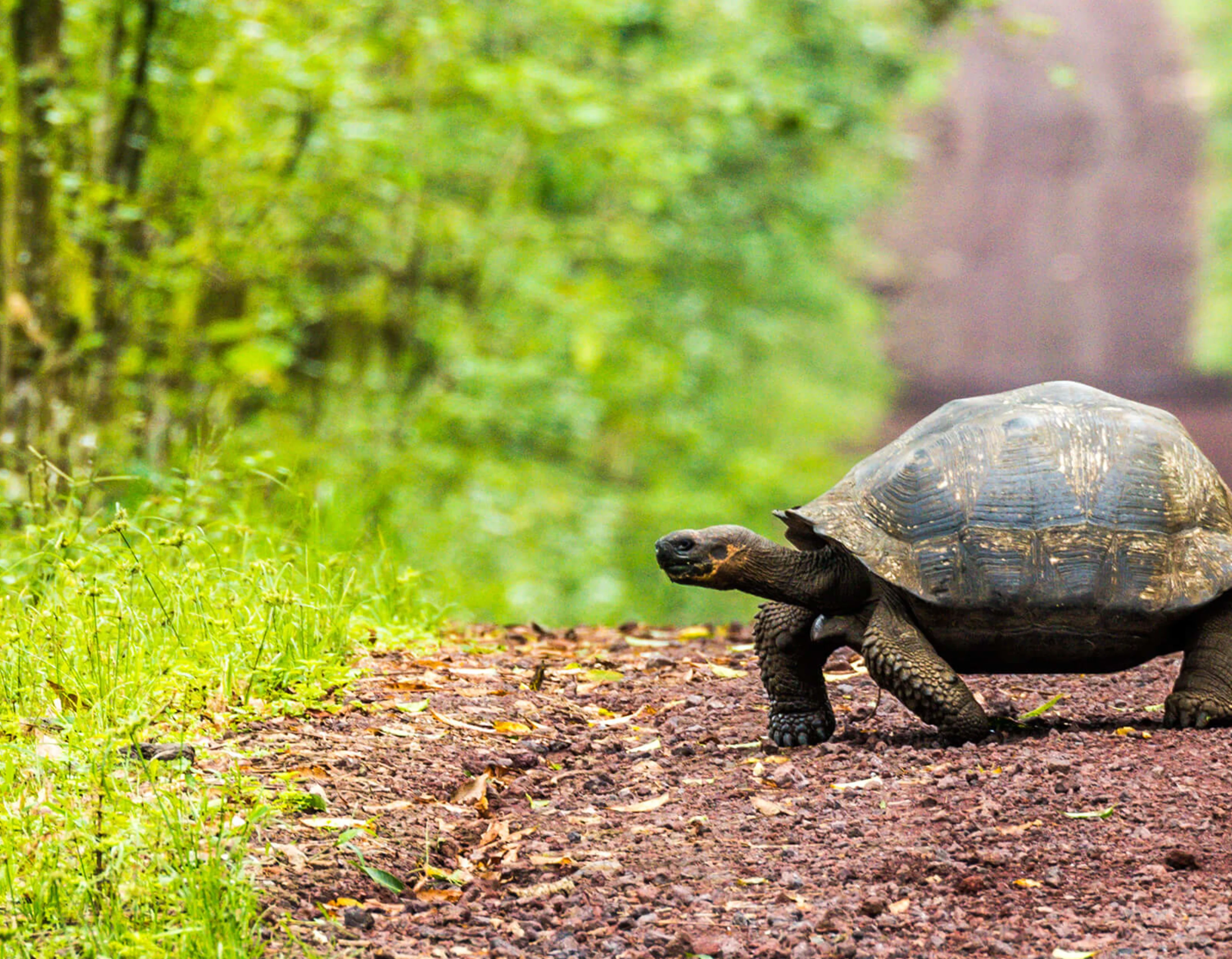 Tortoise crossing a path in the woods