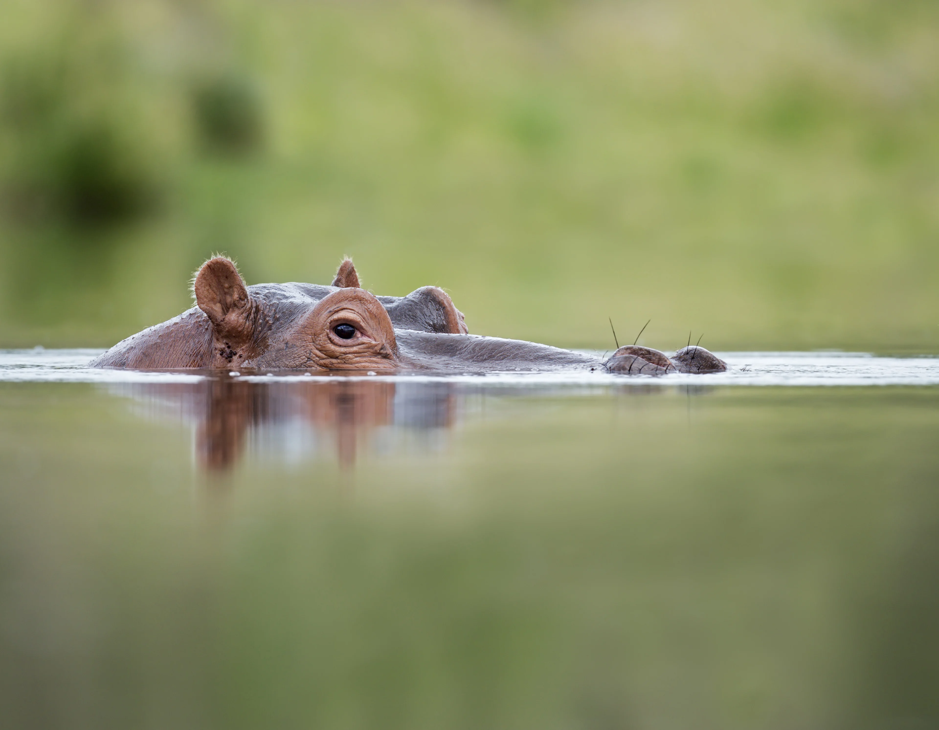 Hippo relaxing in the water
