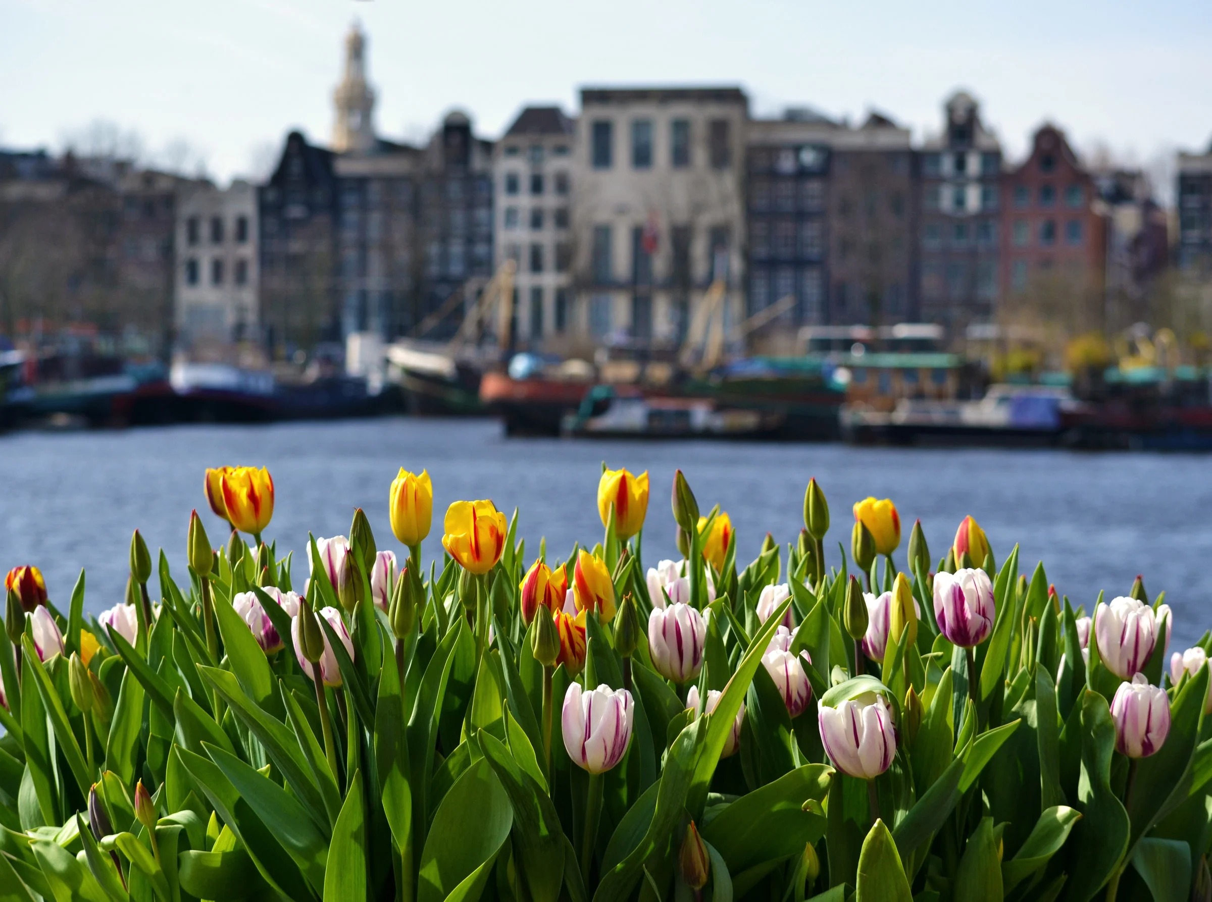 Tulips of Amsterdam