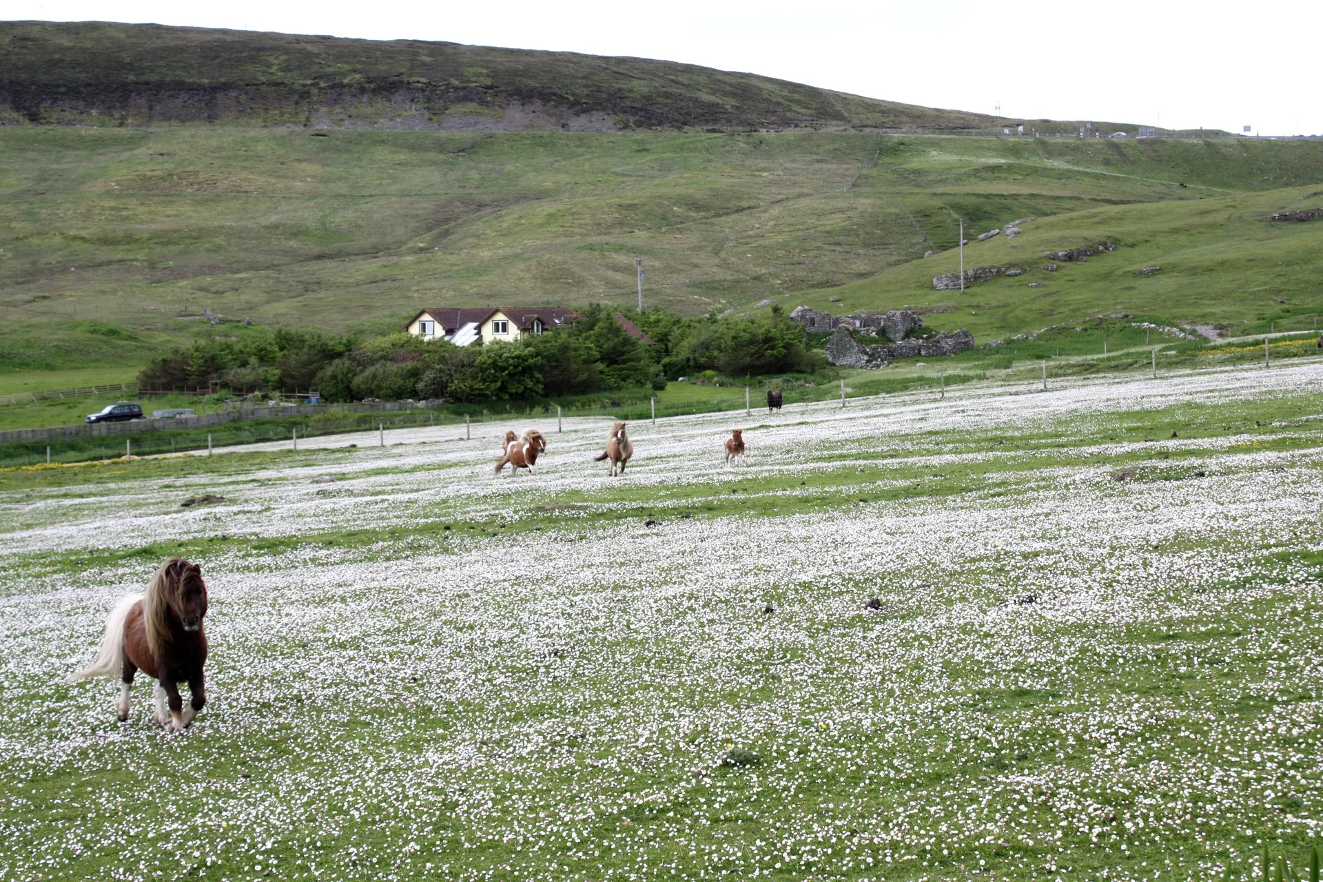Wild horses, Isle of Mull, Scotland