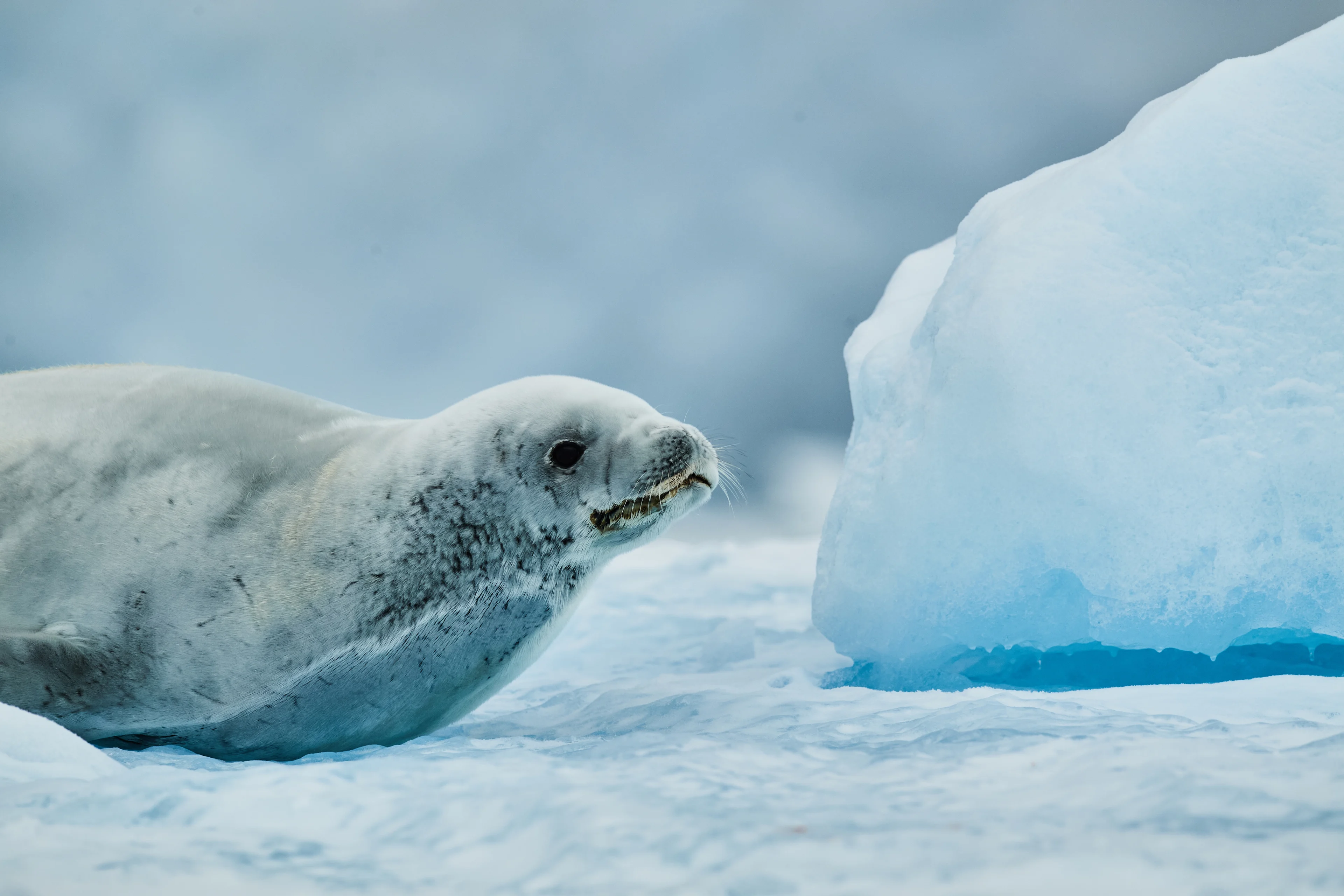 1_Wildlife-Antarctica-HGR-152947©Roger_Brendhagen